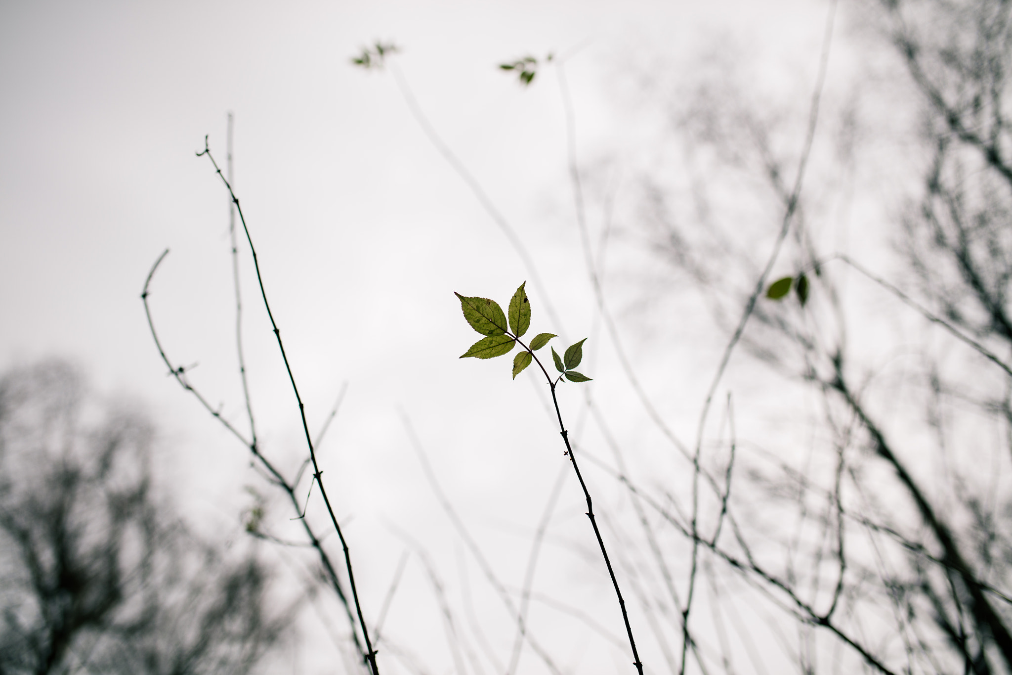 Sigma 35mm F1.4 DG HSM Art sample photo. Singled out photography