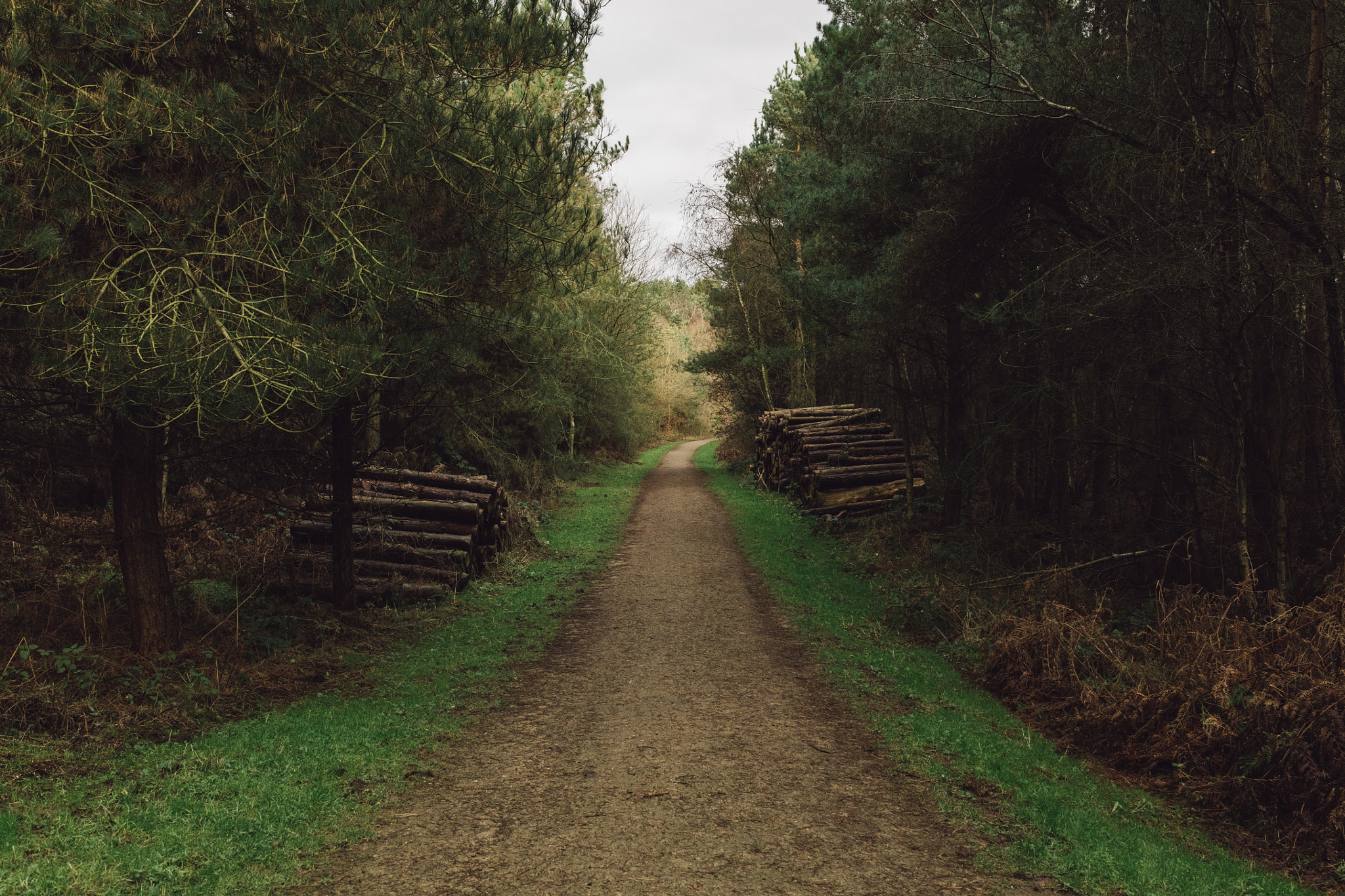 Sigma 35mm F1.4 DG HSM Art sample photo. Along the path photography