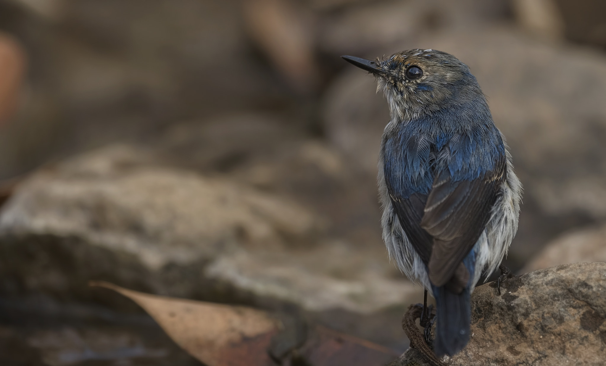 Nikon AF-S Nikkor 500mm F4G ED VR sample photo. Ultramarine flycatcher photography