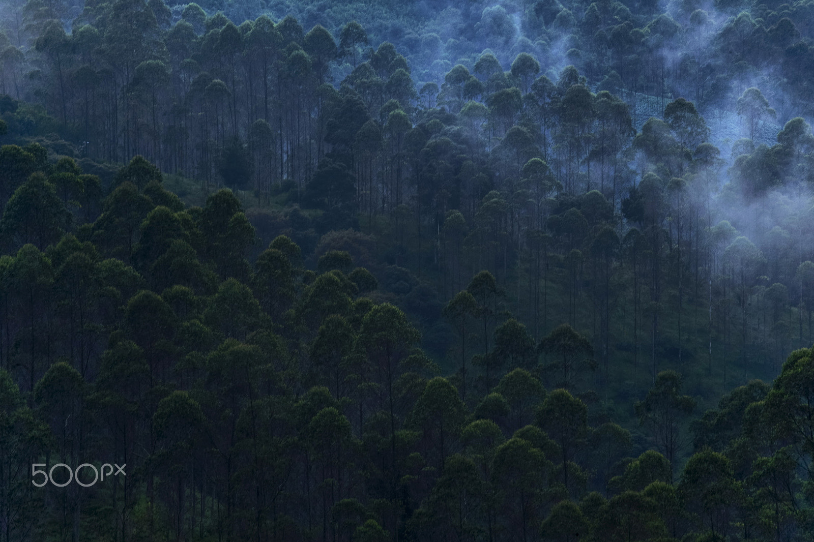 Canon EF 300mm F4L IS USM sample photo. Master myst forest resize photography