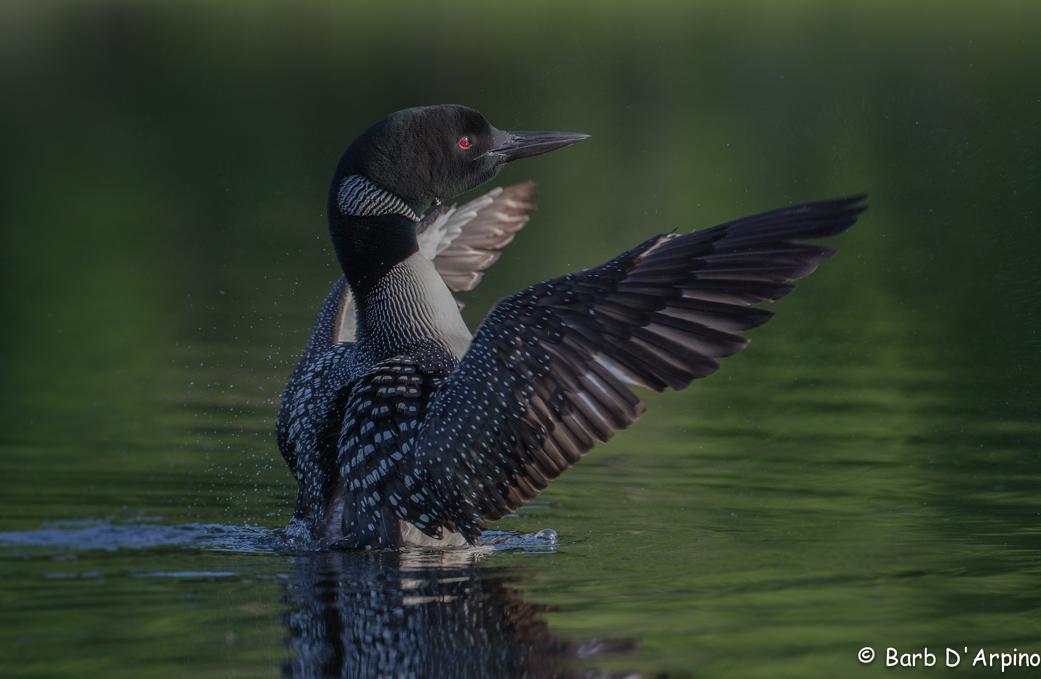 Canon EOS-1D X + Canon EF 500mm F4L IS USM sample photo. The conductor photography