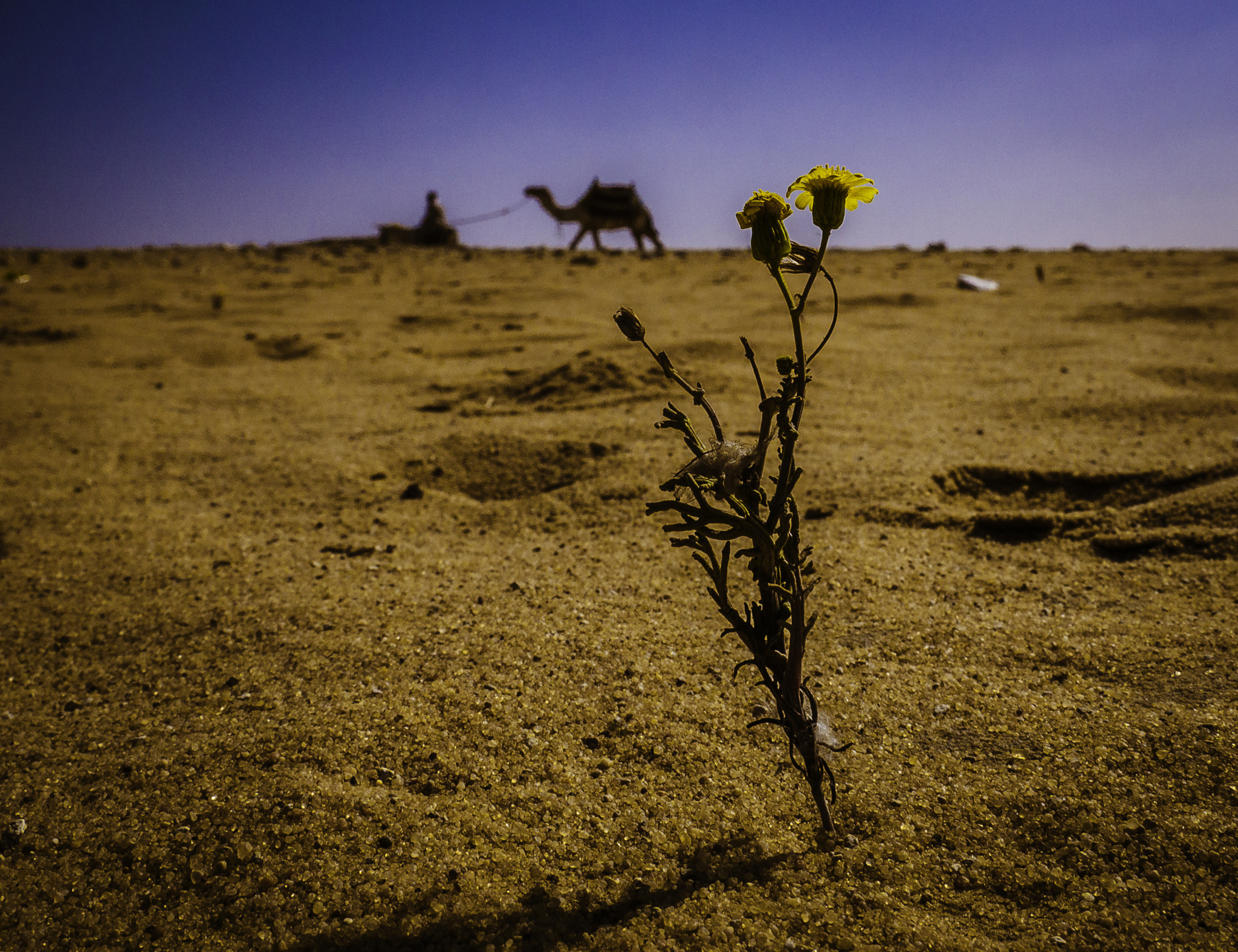 Panasonic Lumix DMC-GH3 sample photo. Egyptian flower prospective photography