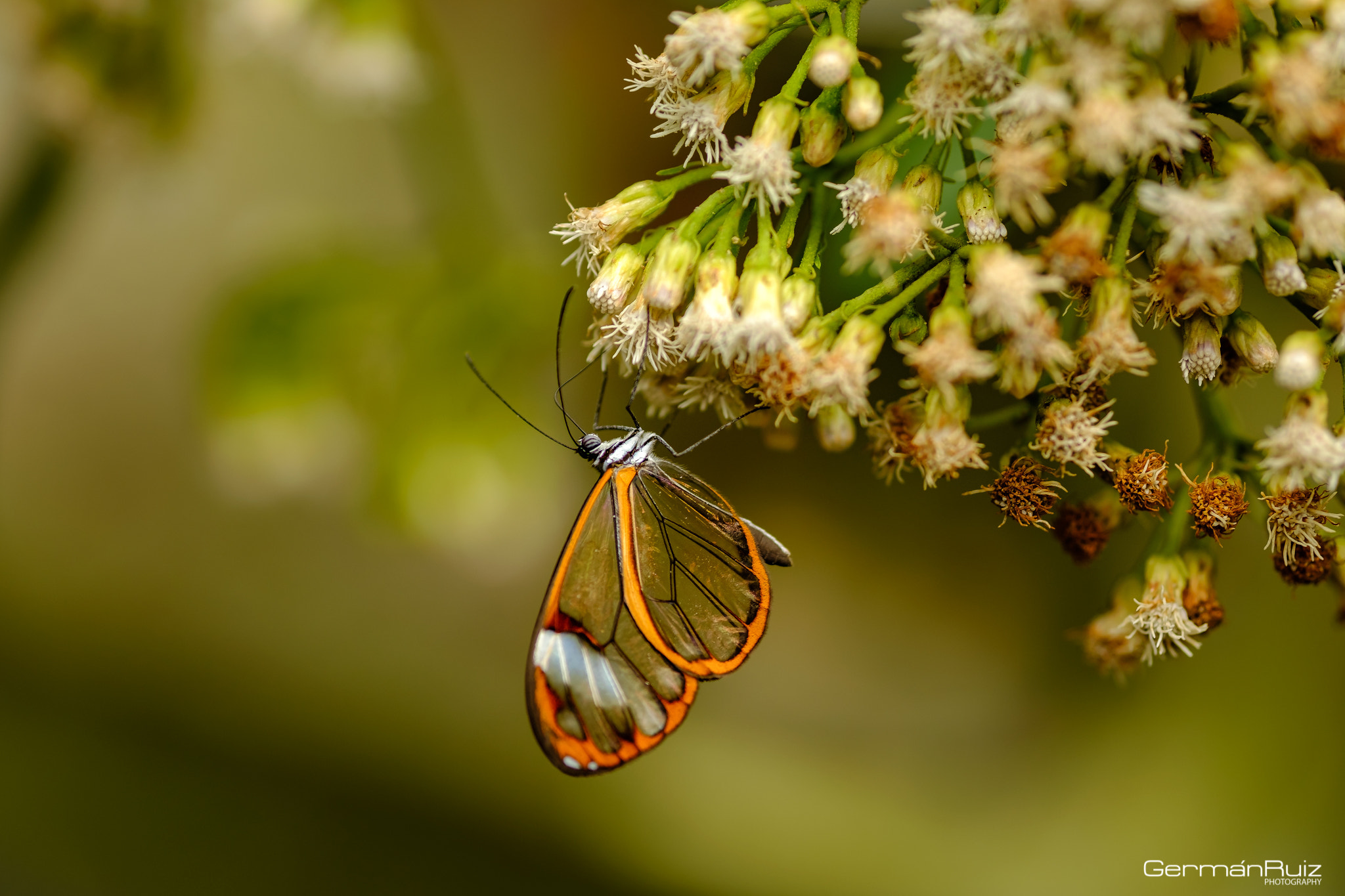 Fujifilm X-Pro2 + Fujifilm XF 90mm F2 R LM WR sample photo. Butterfly photography