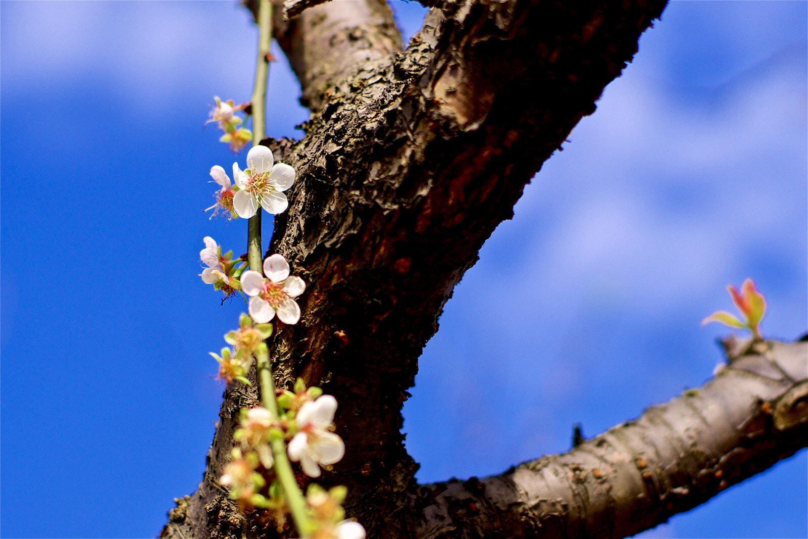 Sony a99 II + Sony 50mm F1.4 sample photo. 梅花 photography