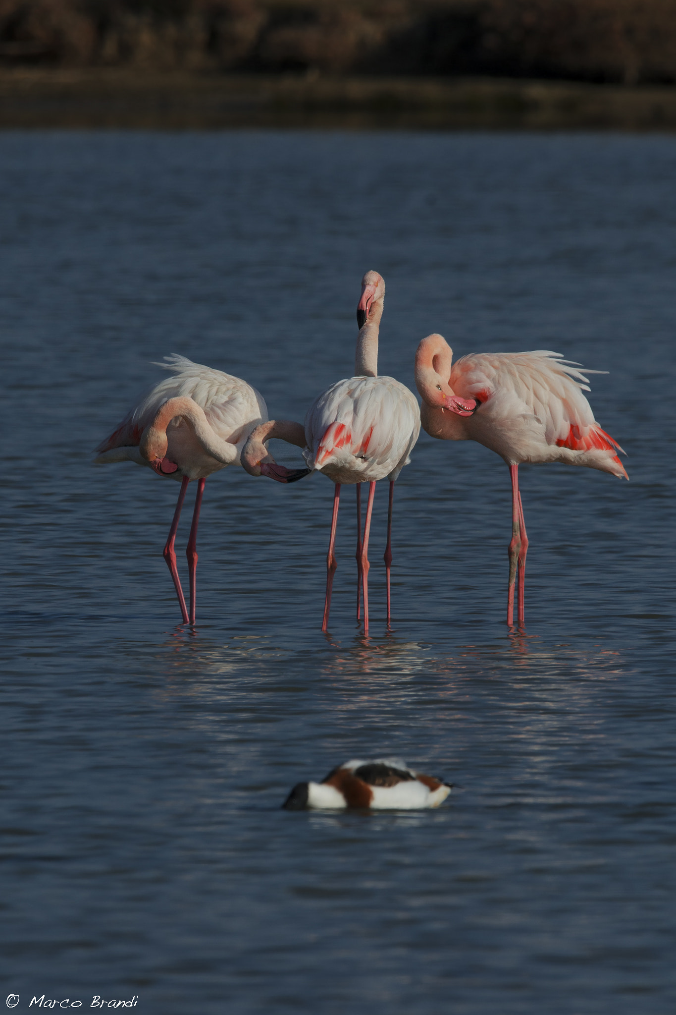 Nikon D7000 + Sigma 150-600mm F5-6.3 DG OS HSM | S sample photo. Fenicotteri rosa - greaters flamingo photography