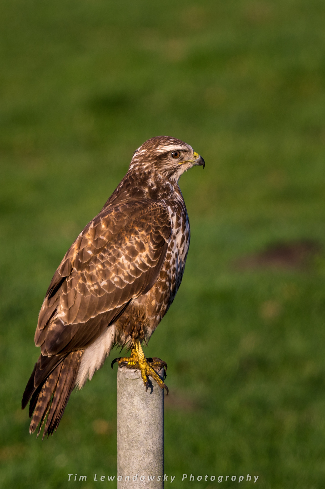 Sony a7 II + Sony 70-400mm F4-5.6 G SSM sample photo. Wildlife photography