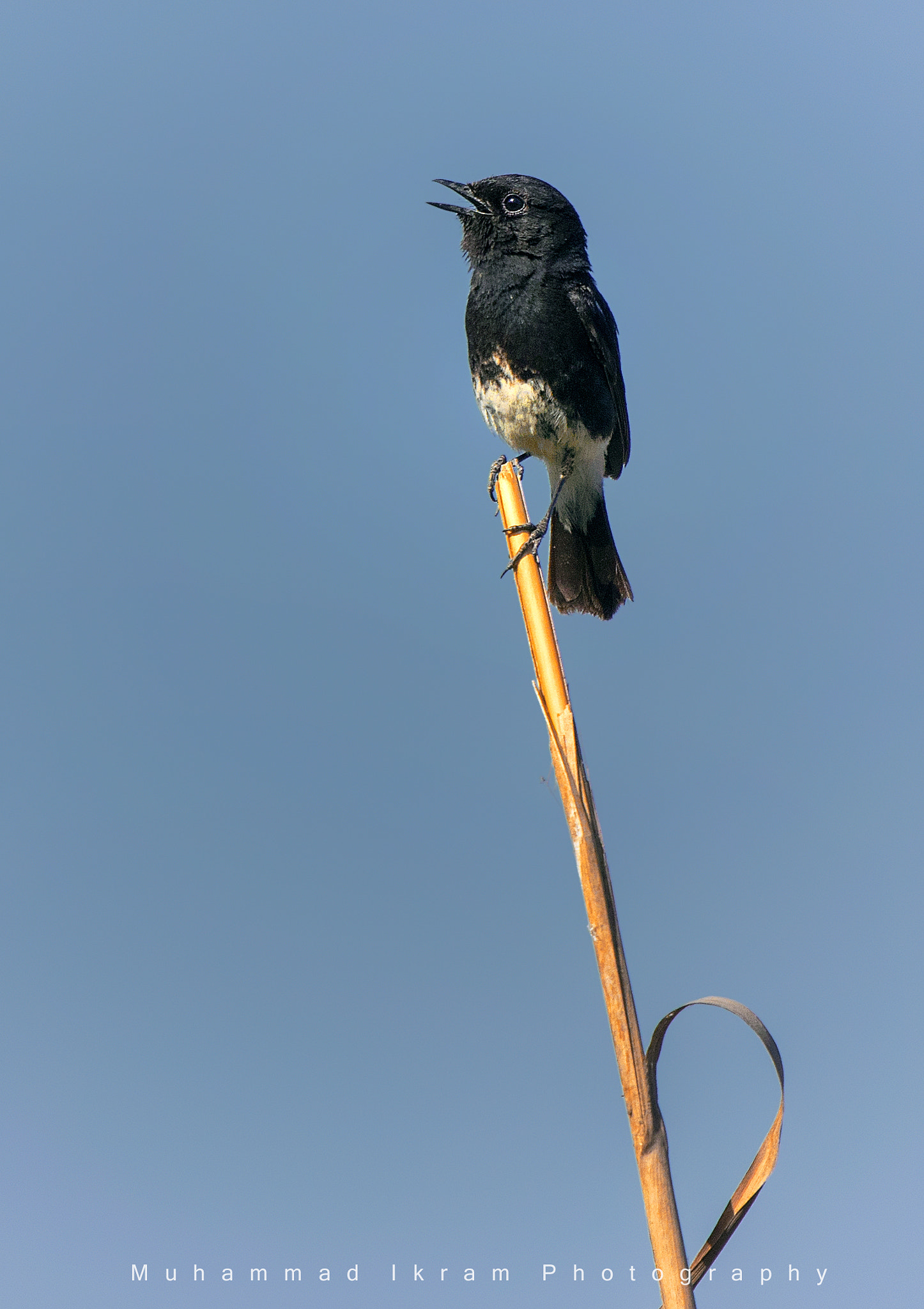 Canon EOS 7D Mark II sample photo. Pied bush chat photography