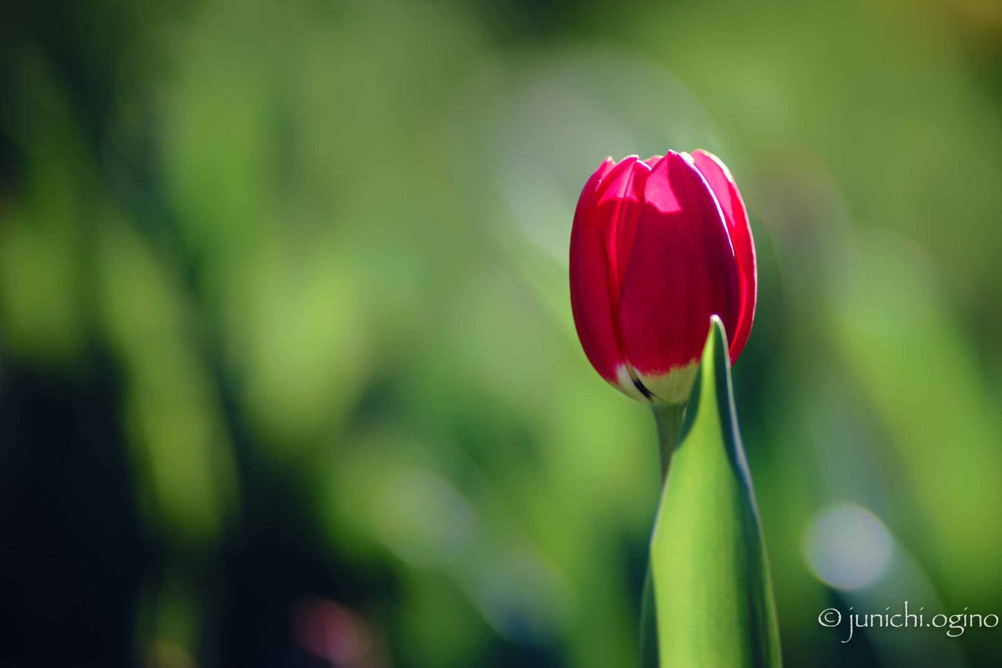 Sony a7R II + Minolta AF 200mm F2.8 HS-APO G sample photo. True love photography