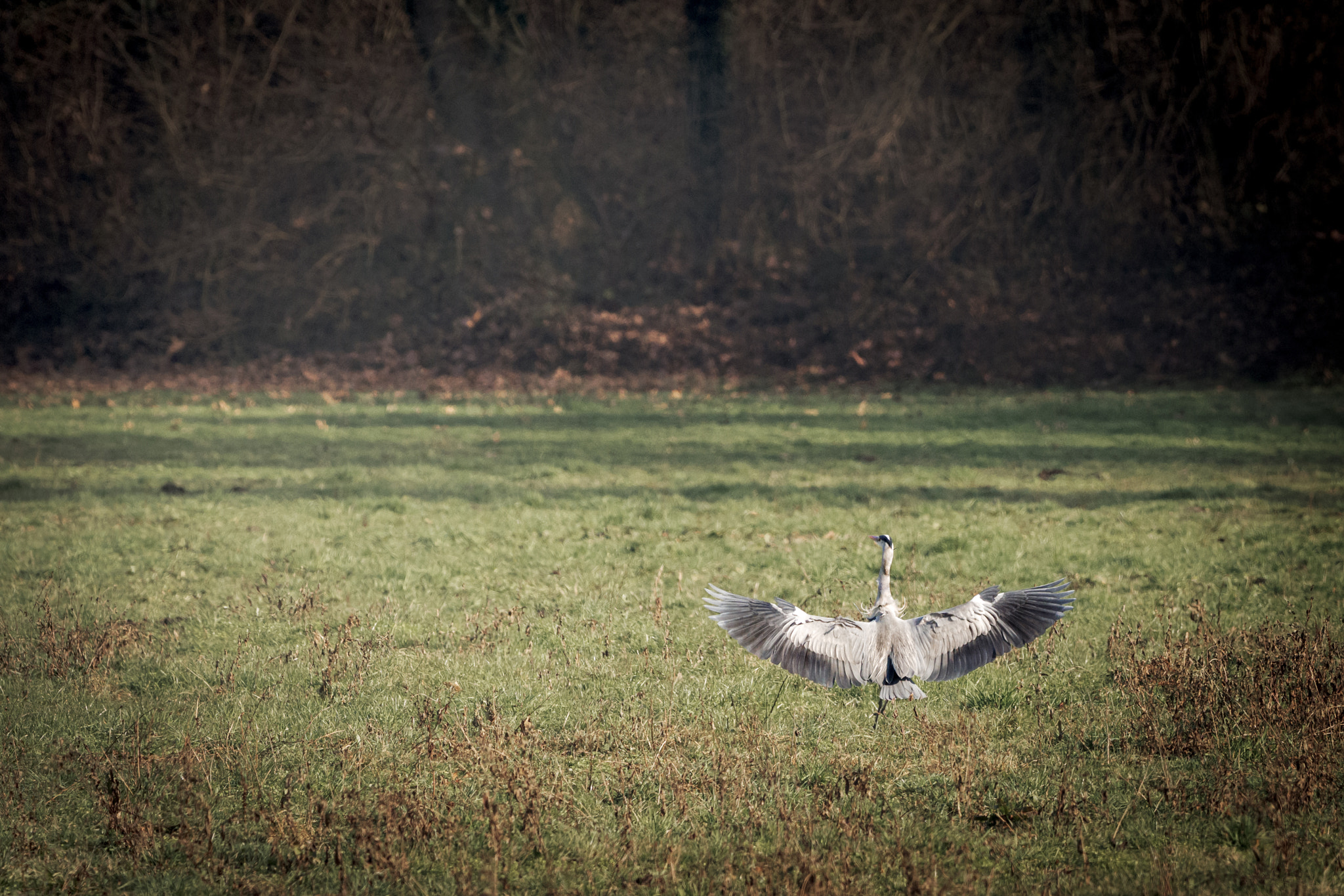 Olympus OM-D E-M1 Mark II + OLYMPUS M.300mm F4.0 sample photo. Great wings photography