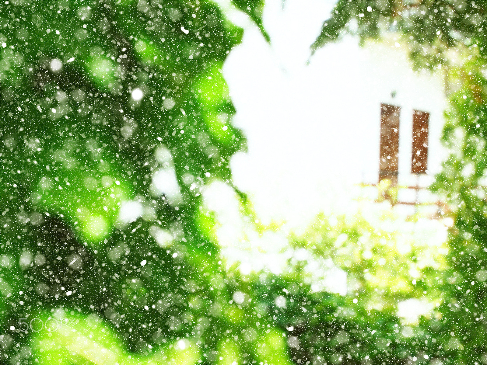 Sigma 30mm F2.8 DN Art sample photo. Green branches frame with house doors. snow fall photography