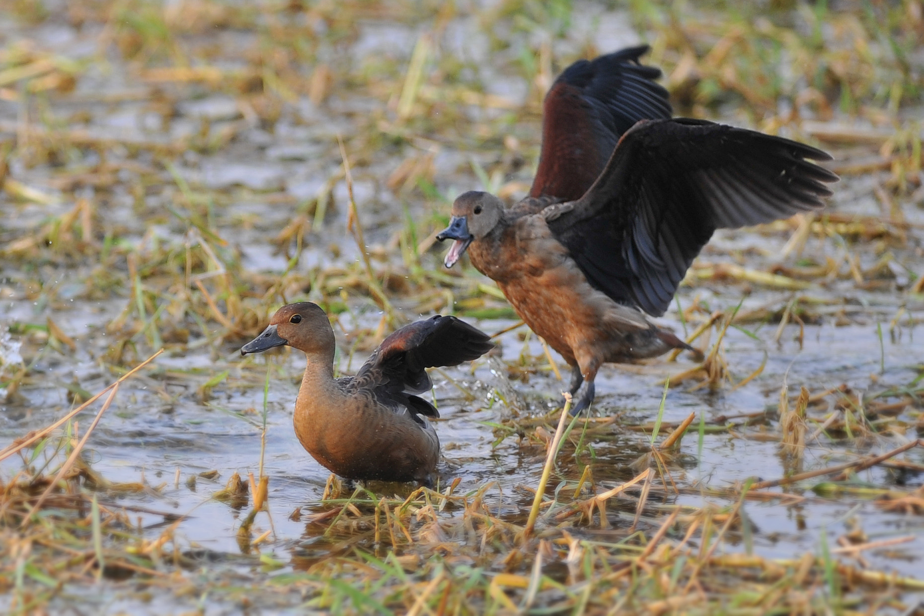 Nikon D3S + Nikon AF-S Nikkor 300mm F2.8G ED VR II sample photo. Whistling ducks chase photography