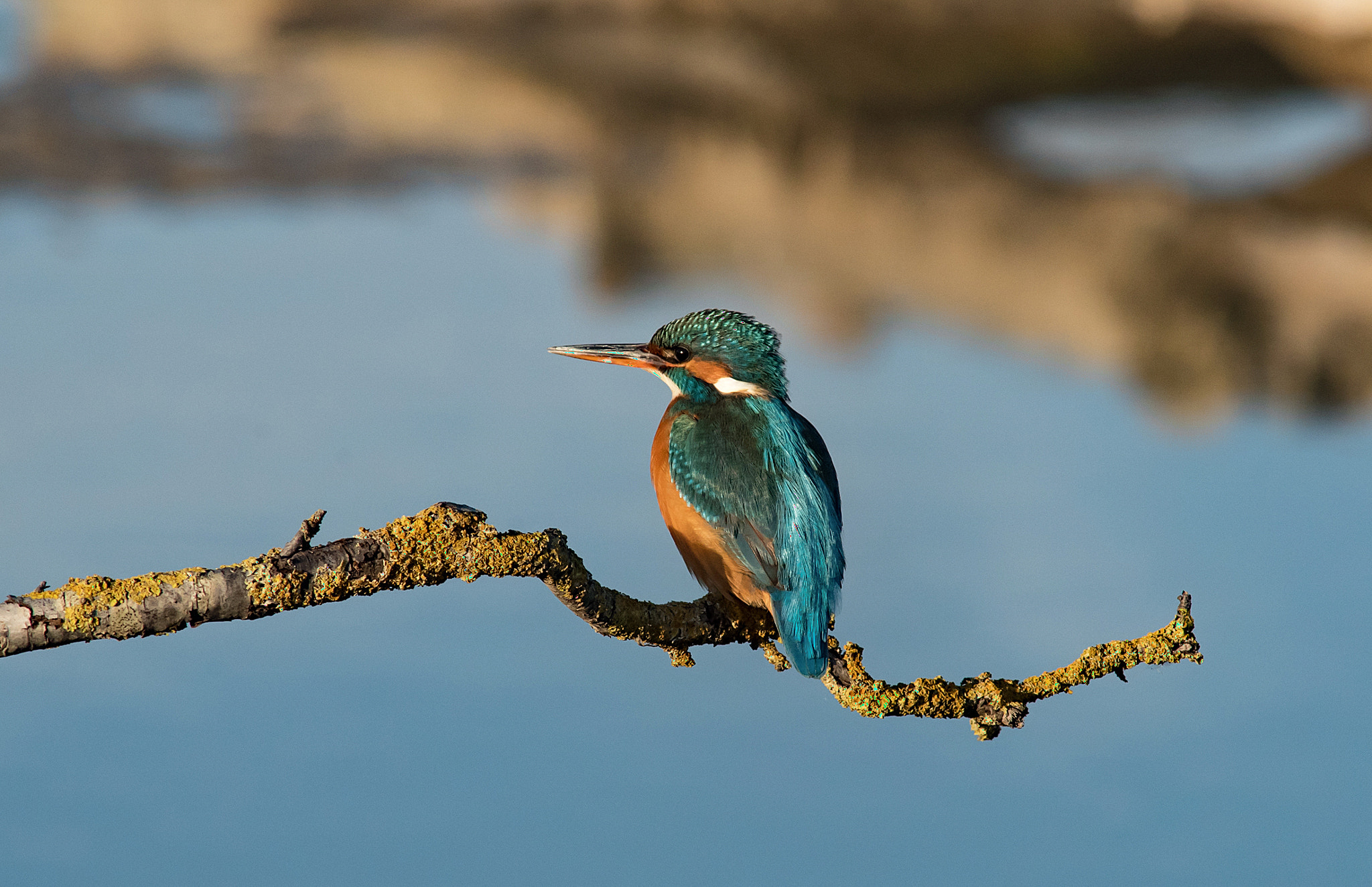 Nikon D750 + AF Nikkor 300mm f/4 IF-ED sample photo. Martina  (martin pescatore) photography