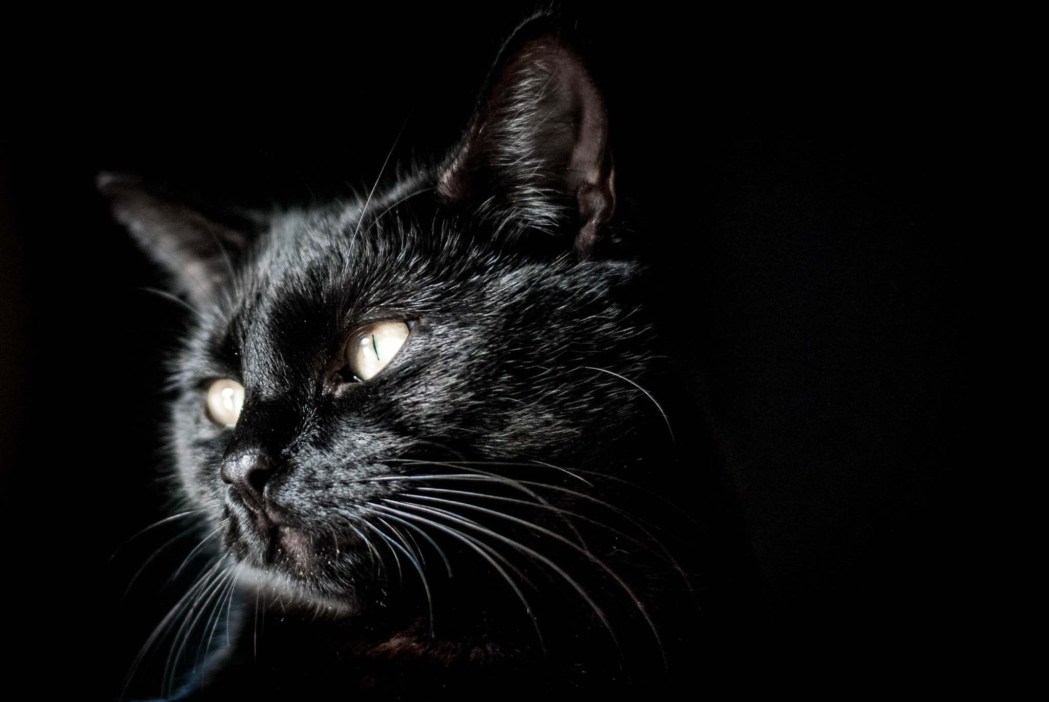 Nikon D60 + Nikon AF-S Nikkor 50mm F1.8G sample photo. Femi #1 photography