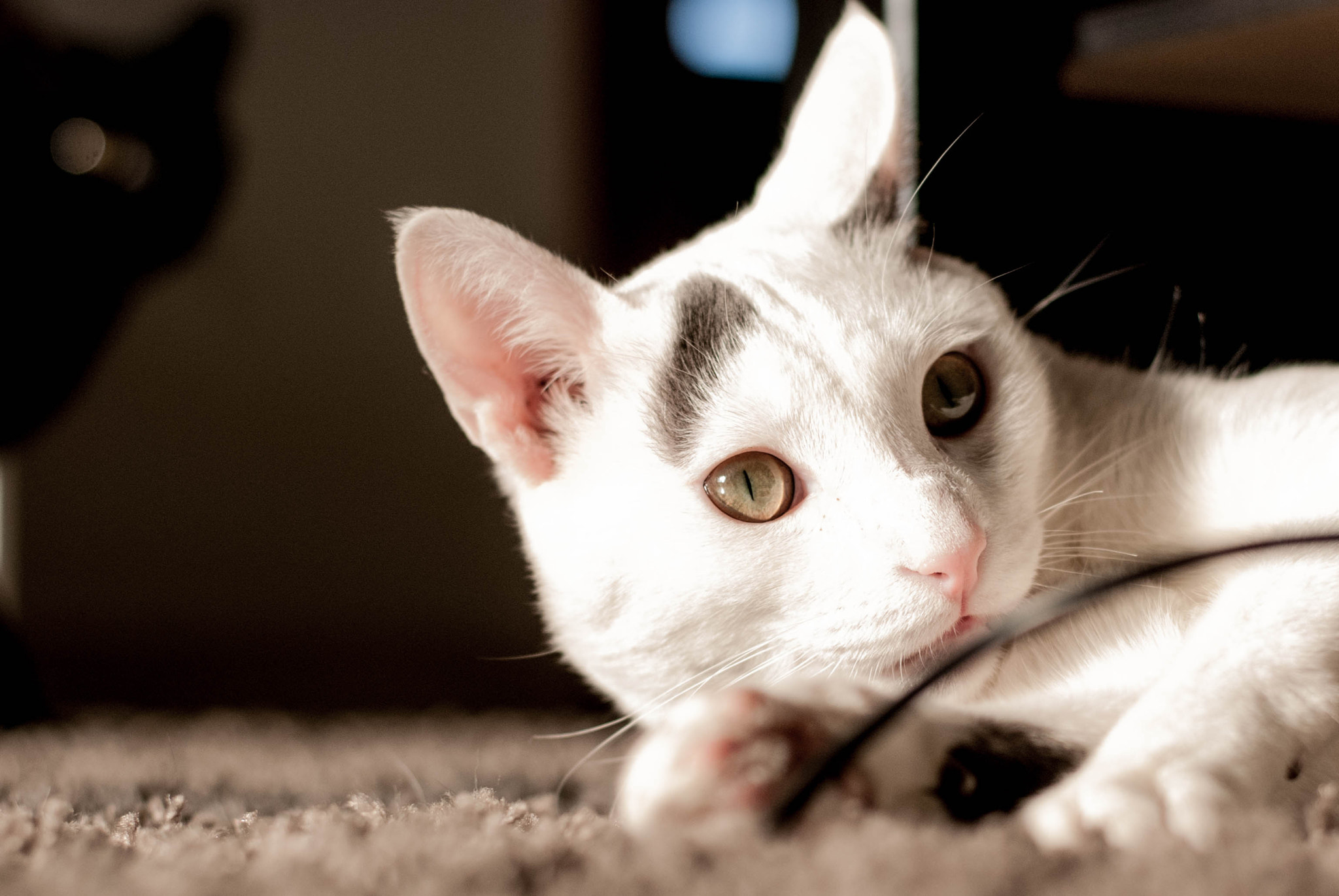 Nikon D60 + Nikon AF-S Nikkor 50mm F1.8G sample photo. Loki #1 photography