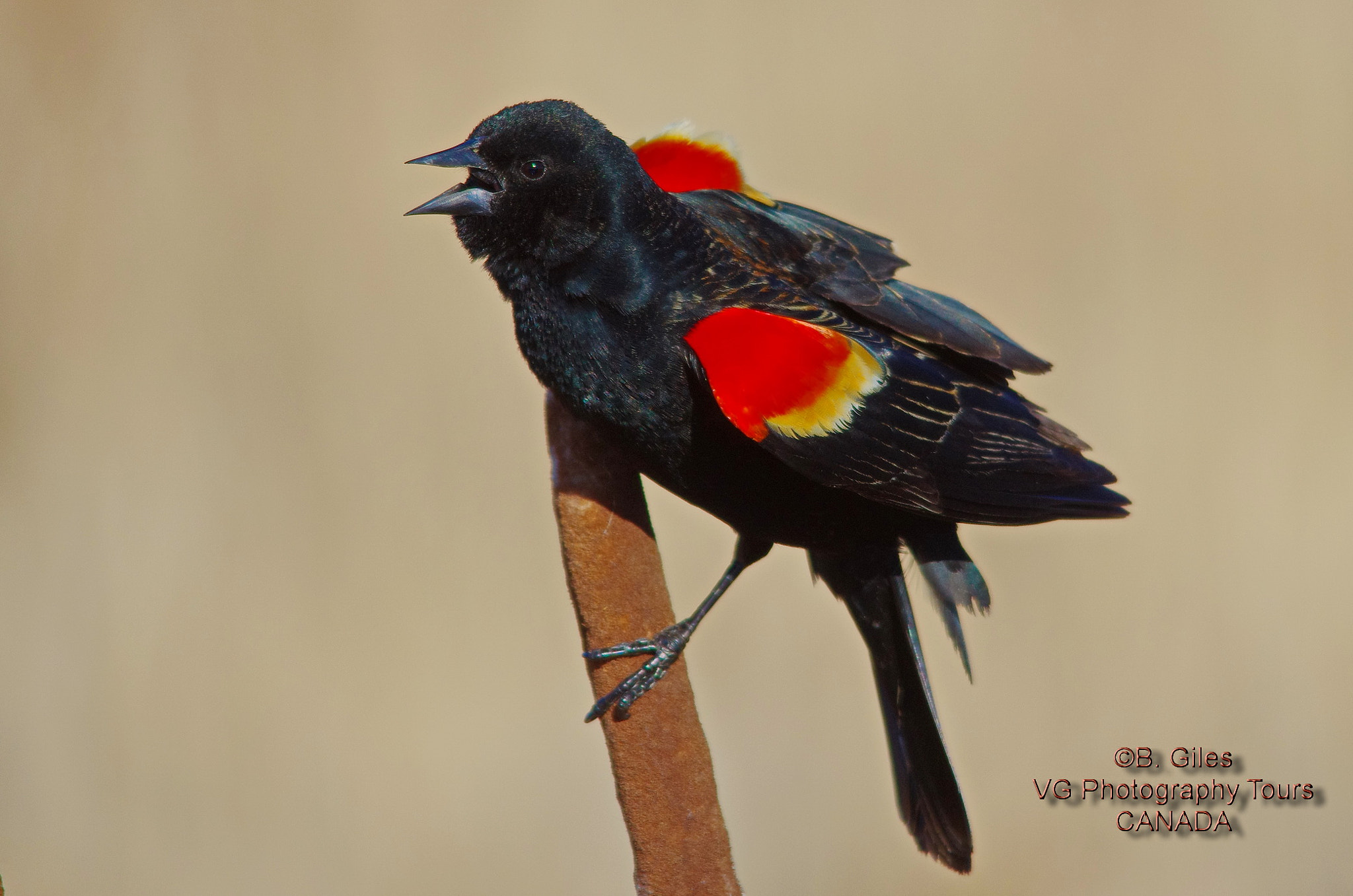 Sigma 150-500mm F5-6.3 DG OS HSM sample photo. On territory photography