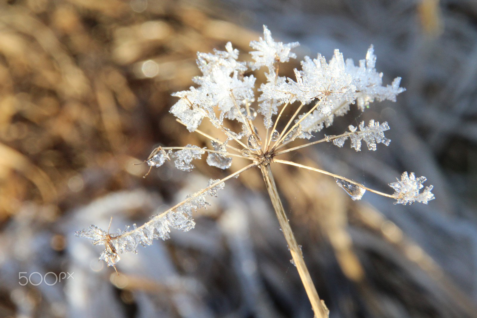 Canon EOS 1200D (EOS Rebel T5 / EOS Kiss X70 / EOS Hi) sample photo. Ice photography