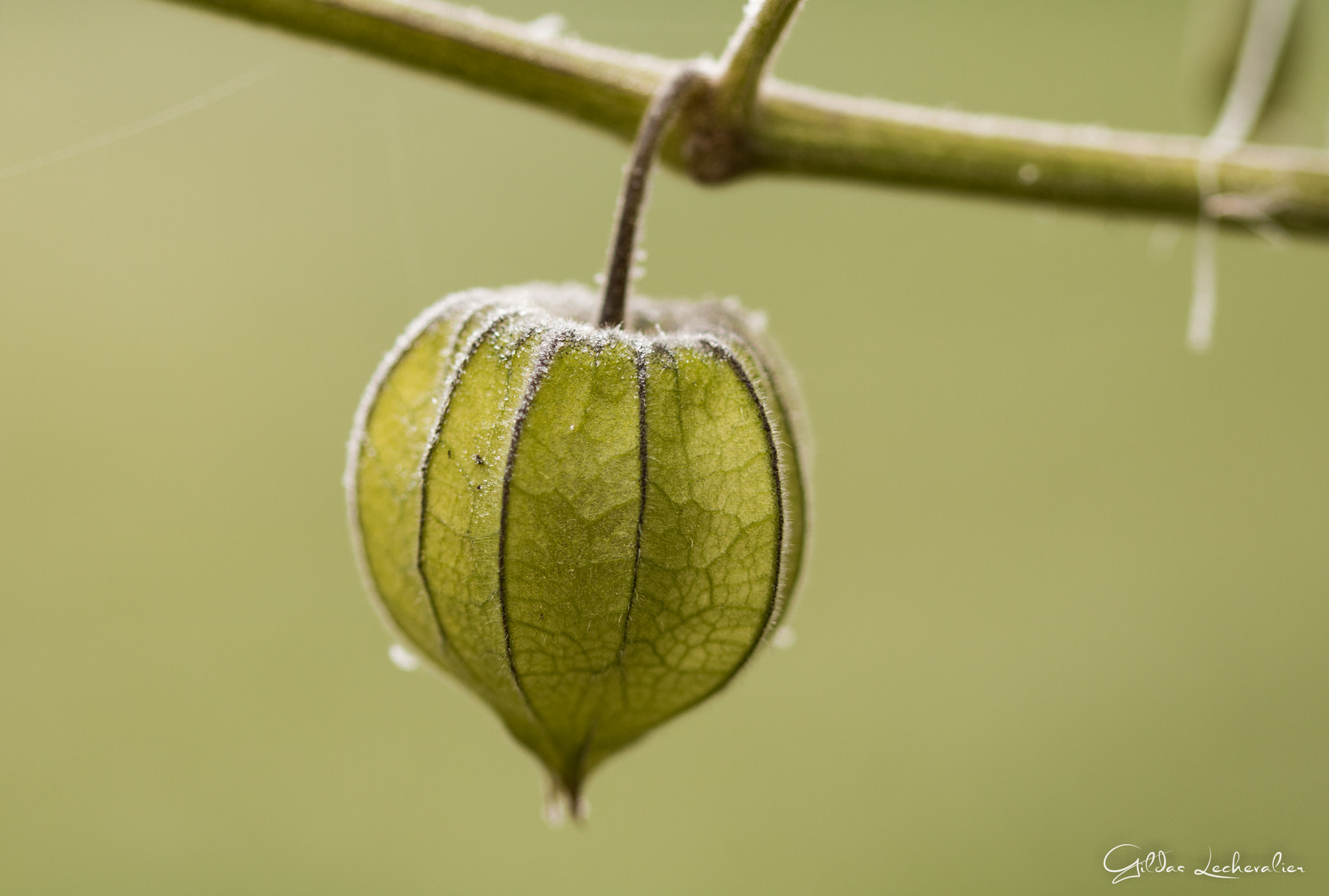 Canon EF 100mm F2.8 Macro USM sample photo. Frozen physalis photography