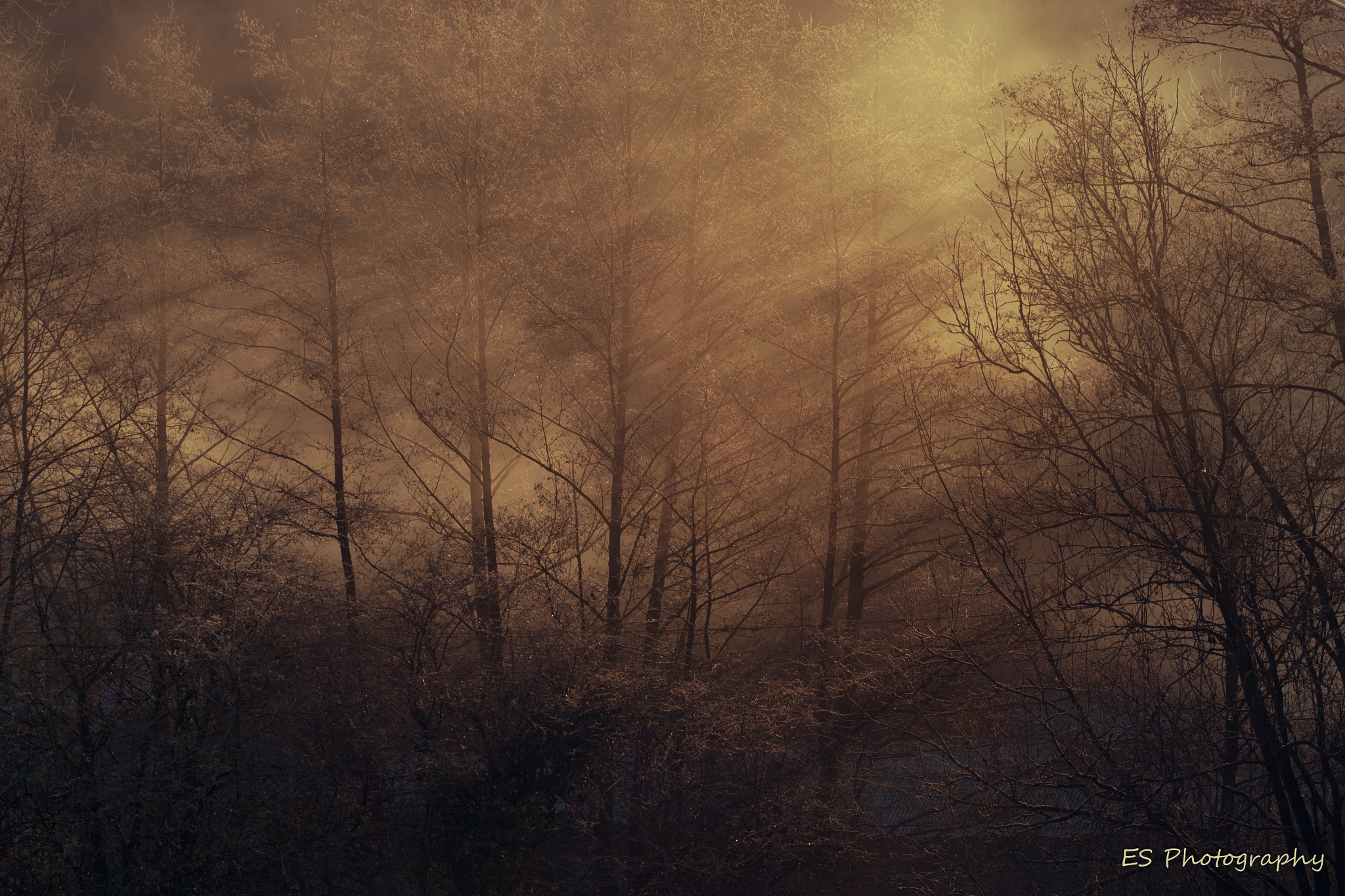Nikon D3100 + Sigma 105mm F2.8 EX DG OS HSM sample photo. Golden sunrays in the misty morning photography