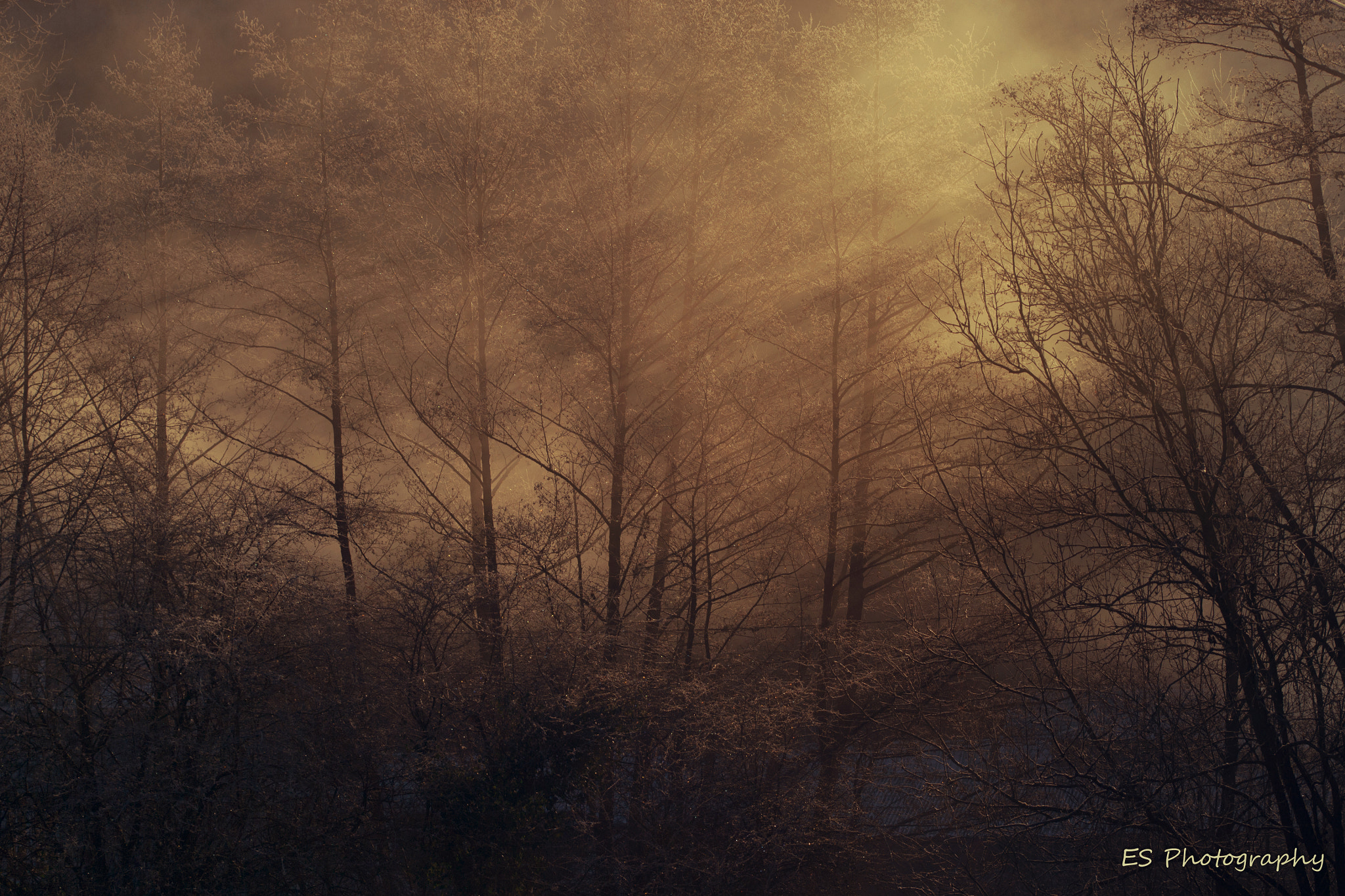 Sigma 105mm F2.8 EX DG OS HSM sample photo. Golden sunrays in the misty morning photography