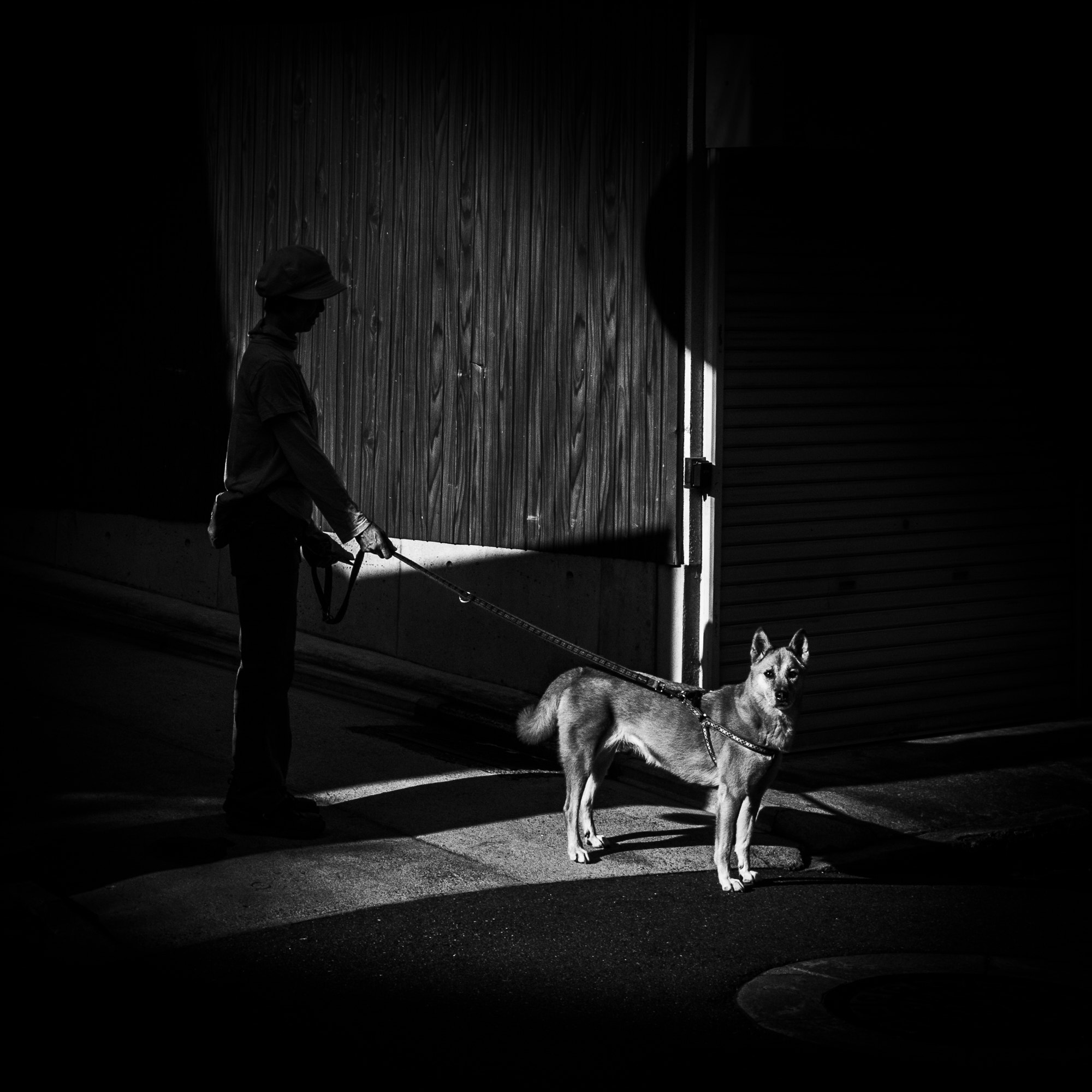 Nikon D300S sample photo. Morning walk the dog photography