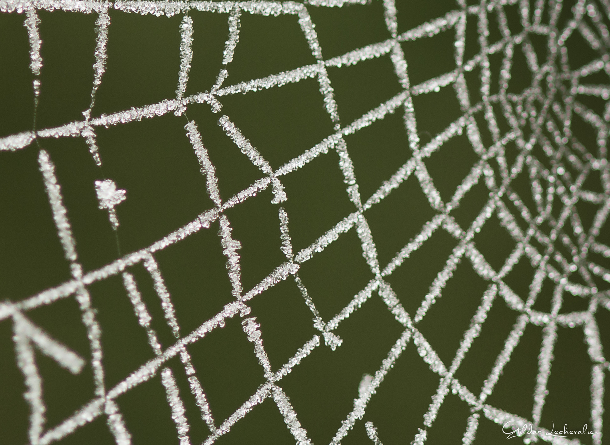 Canon EF 100mm F2.8 Macro USM sample photo. Frozen web photography