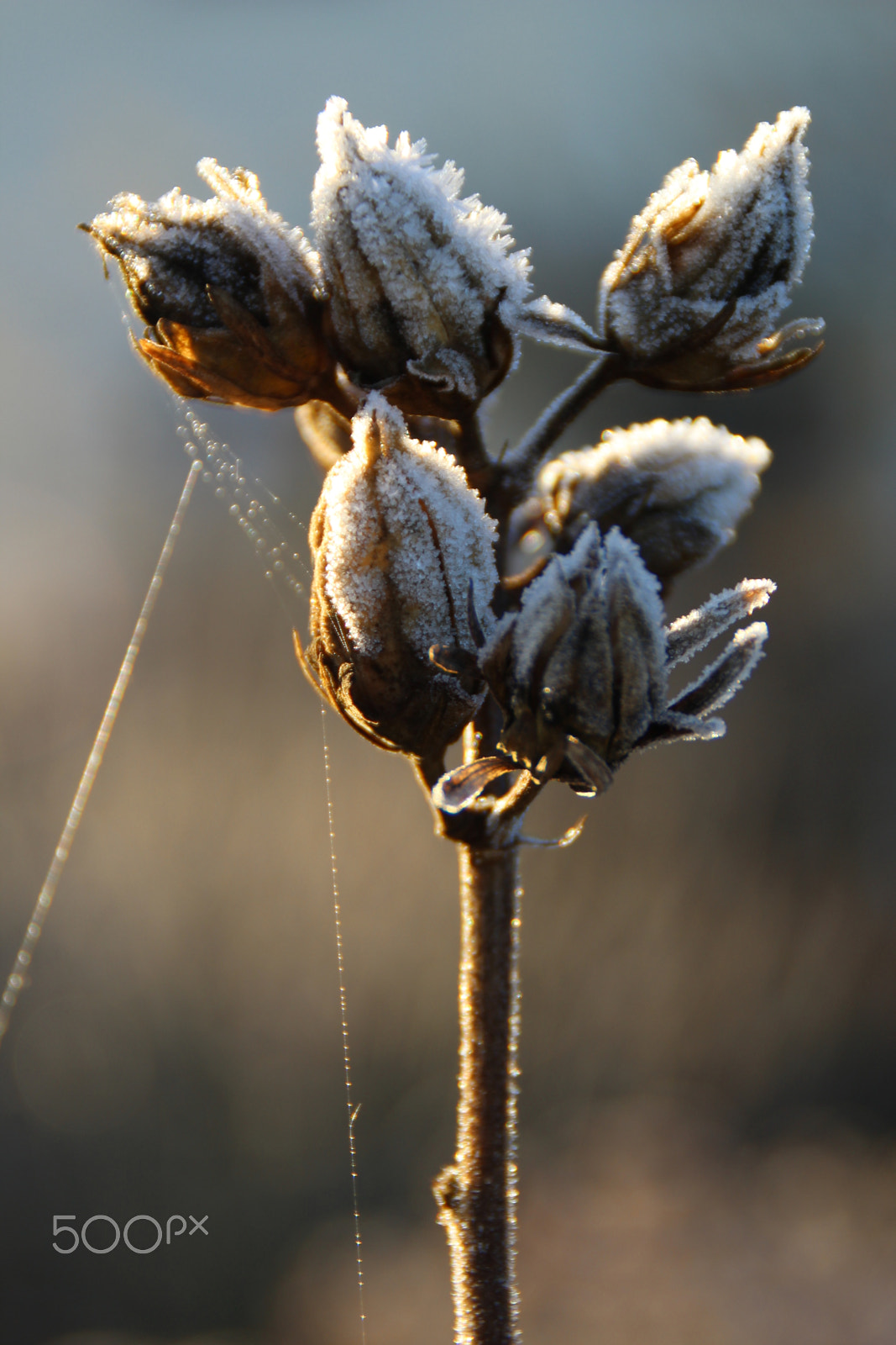 Canon EOS 1200D (EOS Rebel T5 / EOS Kiss X70 / EOS Hi) sample photo. Ice photography