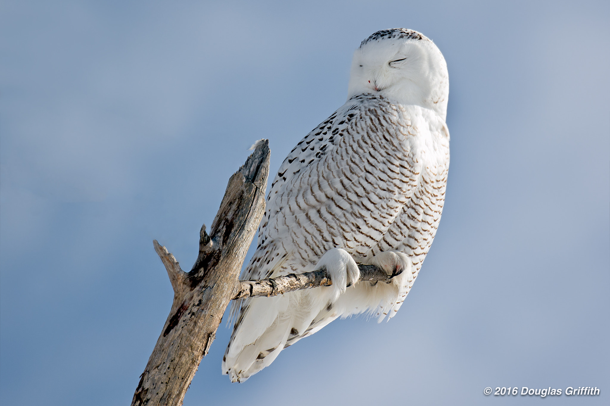 Nikon D7100 + Nikon AF-S Nikkor 80-400mm F4.5-5.6G ED VR sample photo. Repose: female/juvenile snowy owl (bubo scandiacus) photography