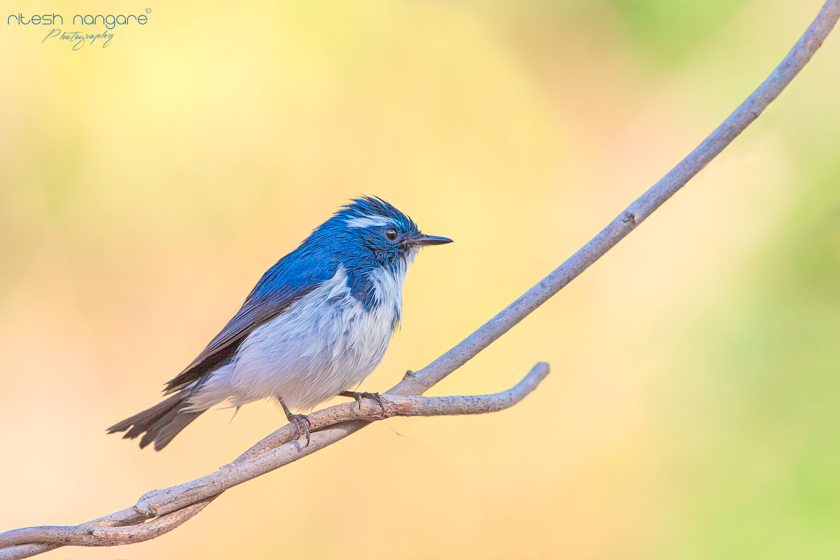 Canon EF 500mm F4L IS II USM sample photo. Wild knots ...... photography