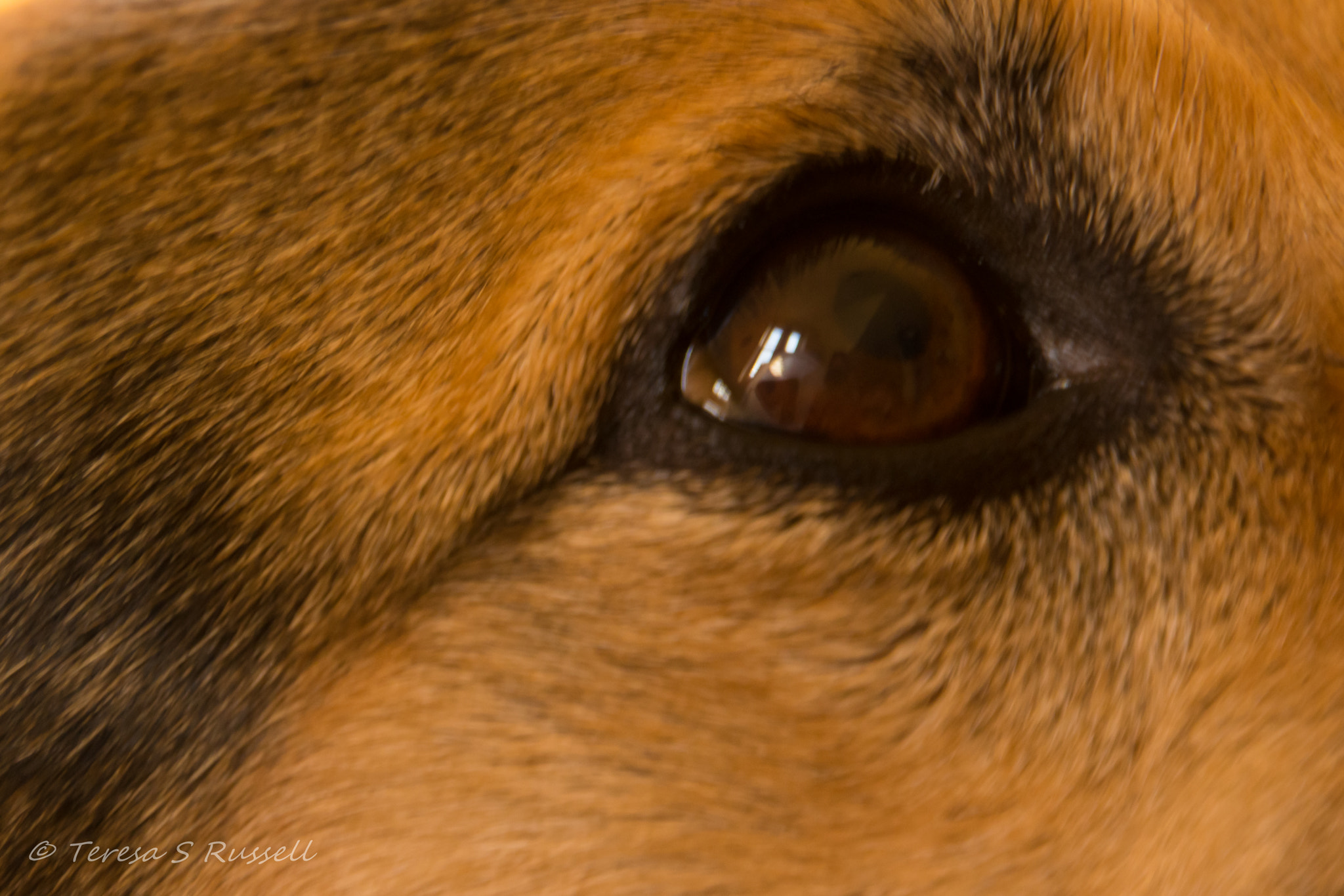 Canon EOS 100D (EOS Rebel SL1 / EOS Kiss X7) sample photo. Eye eye! photography