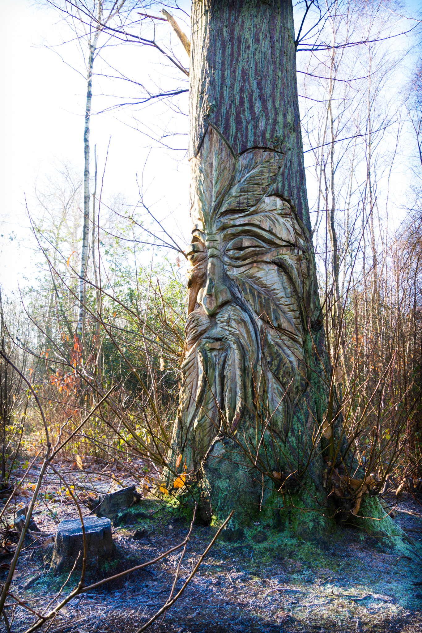 Canon EOS 100D (EOS Rebel SL1 / EOS Kiss X7) sample photo. Wise man of the woods. photography