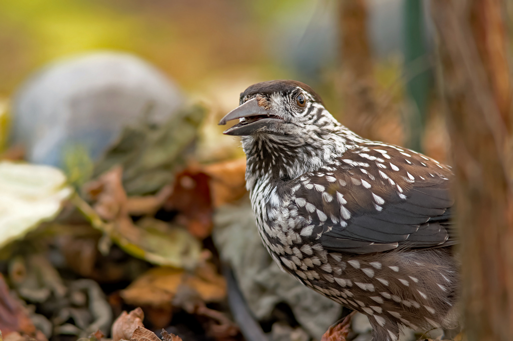 Sigma 300mm F2.8 APO EX DG HSM sample photo. Nutcracker photography