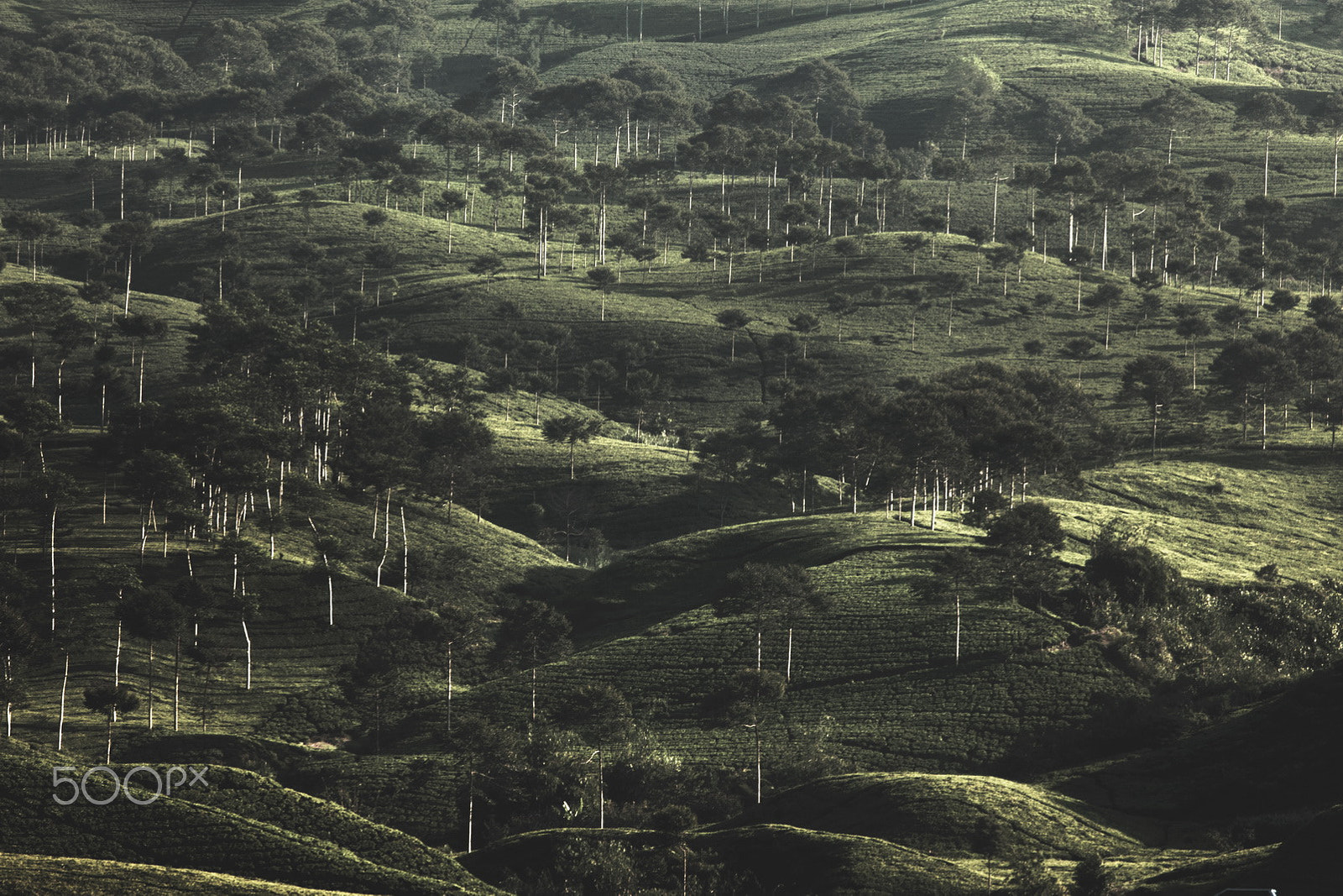 Canon EF 300mm F4L IS USM sample photo. The valley photography