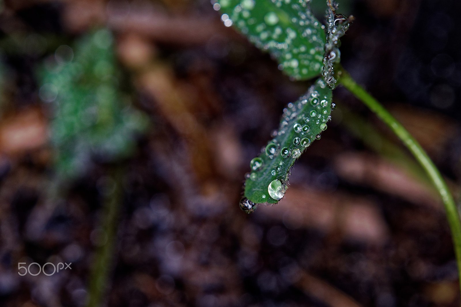 Sigma 105mm F2.8 EX DG OS HSM sample photo. Dewdrops on leaf photography