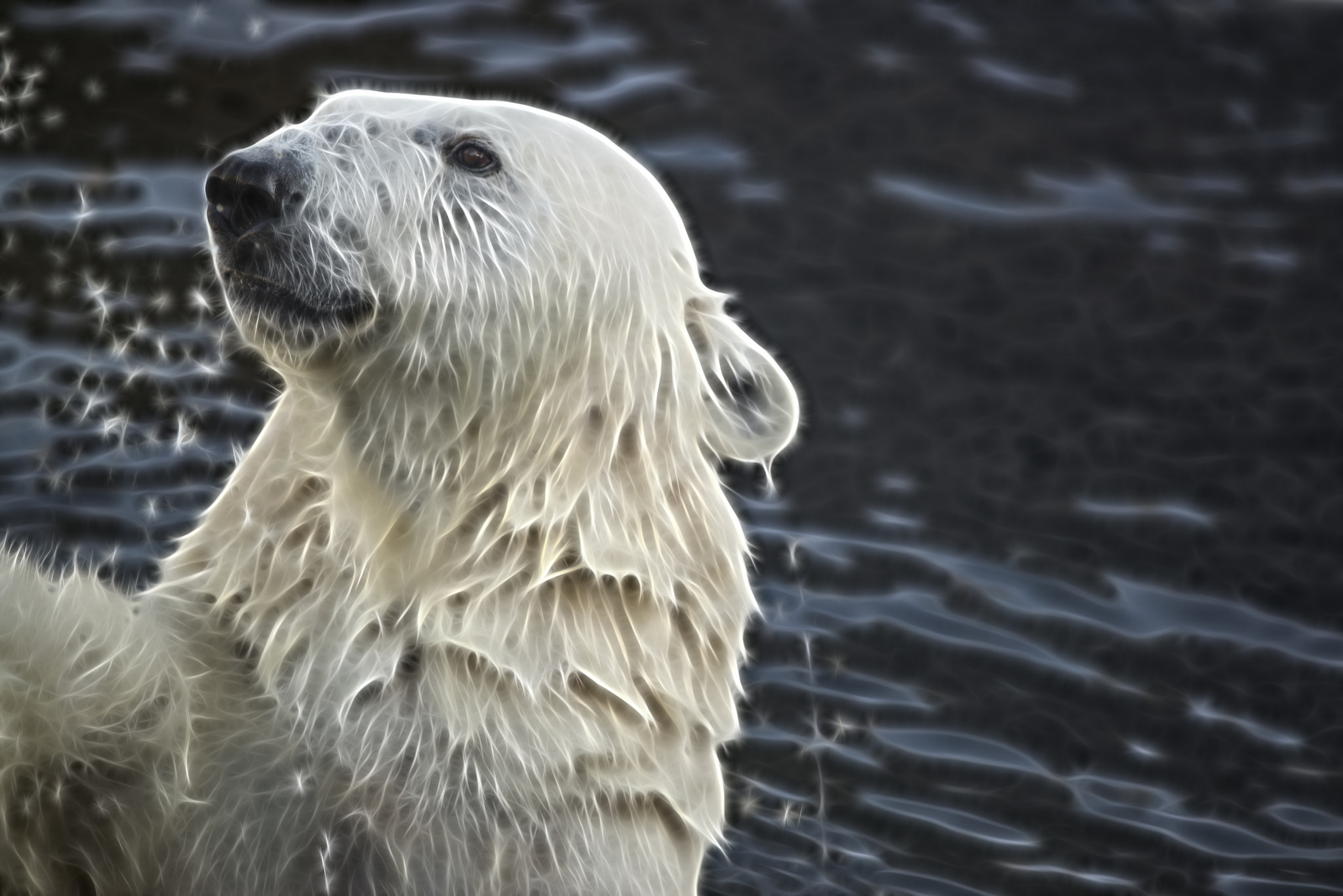 Nikon D600 + AF Nikkor 300mm f/4 IF-ED sample photo. She-bear photography