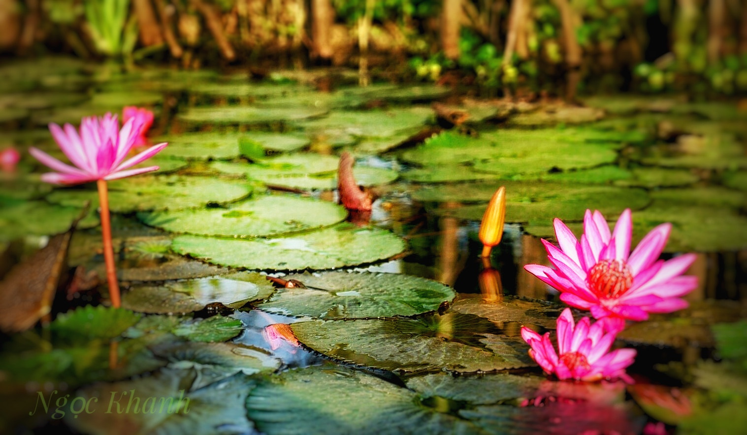 Sony Vario Tessar T* FE 24-70mm F4 ZA OSS sample photo. Water lilies photography