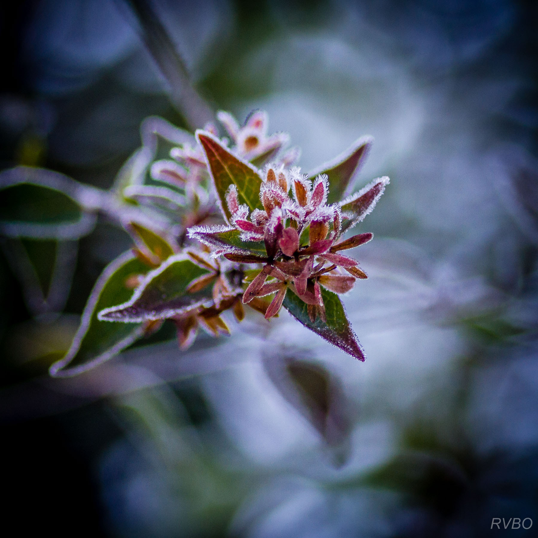 Sigma 105mm F2.8 EX DG Macro sample photo