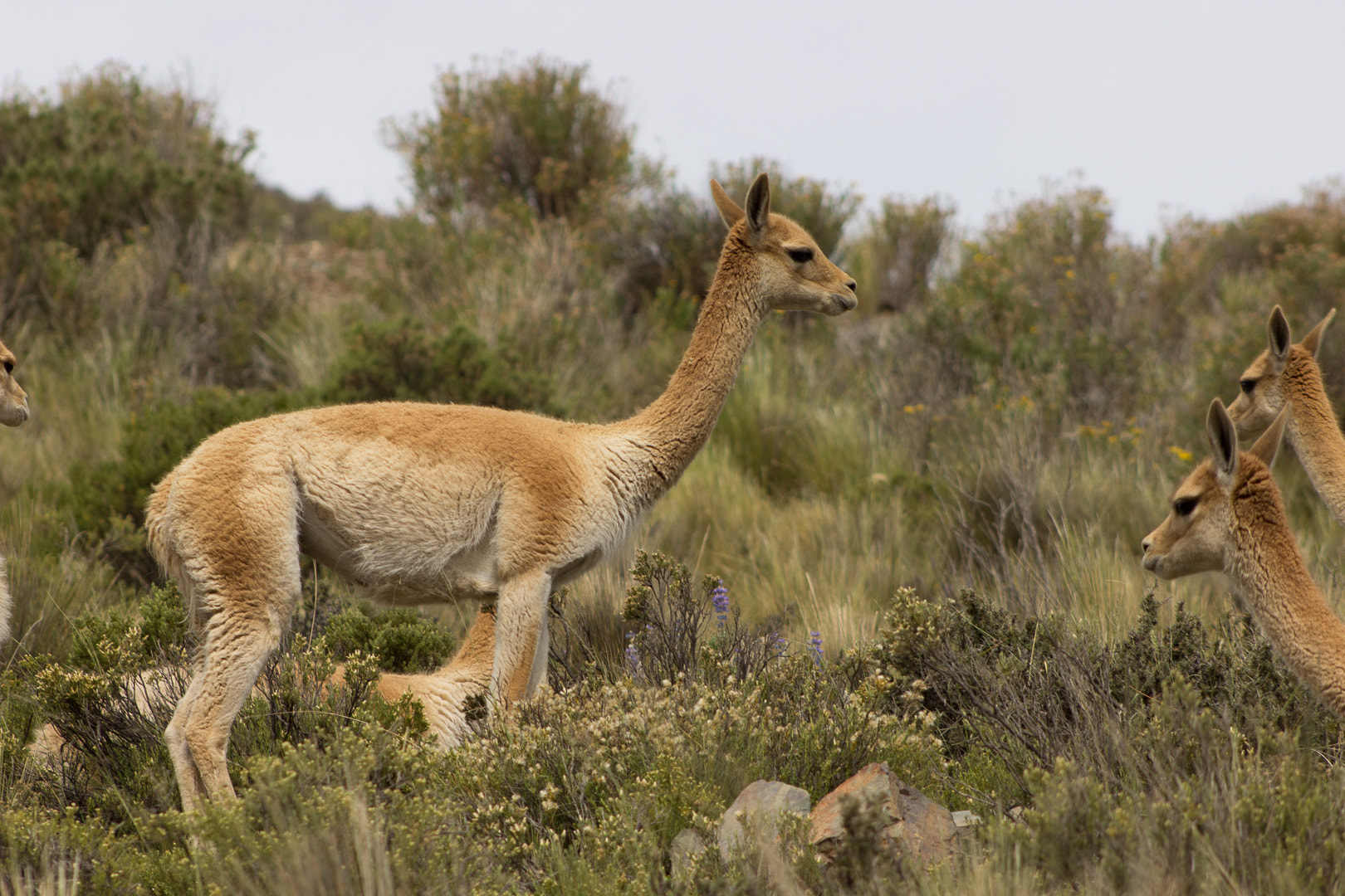 Canon EF 75-300mm f/4-5.6 USM sample photo. Img photography