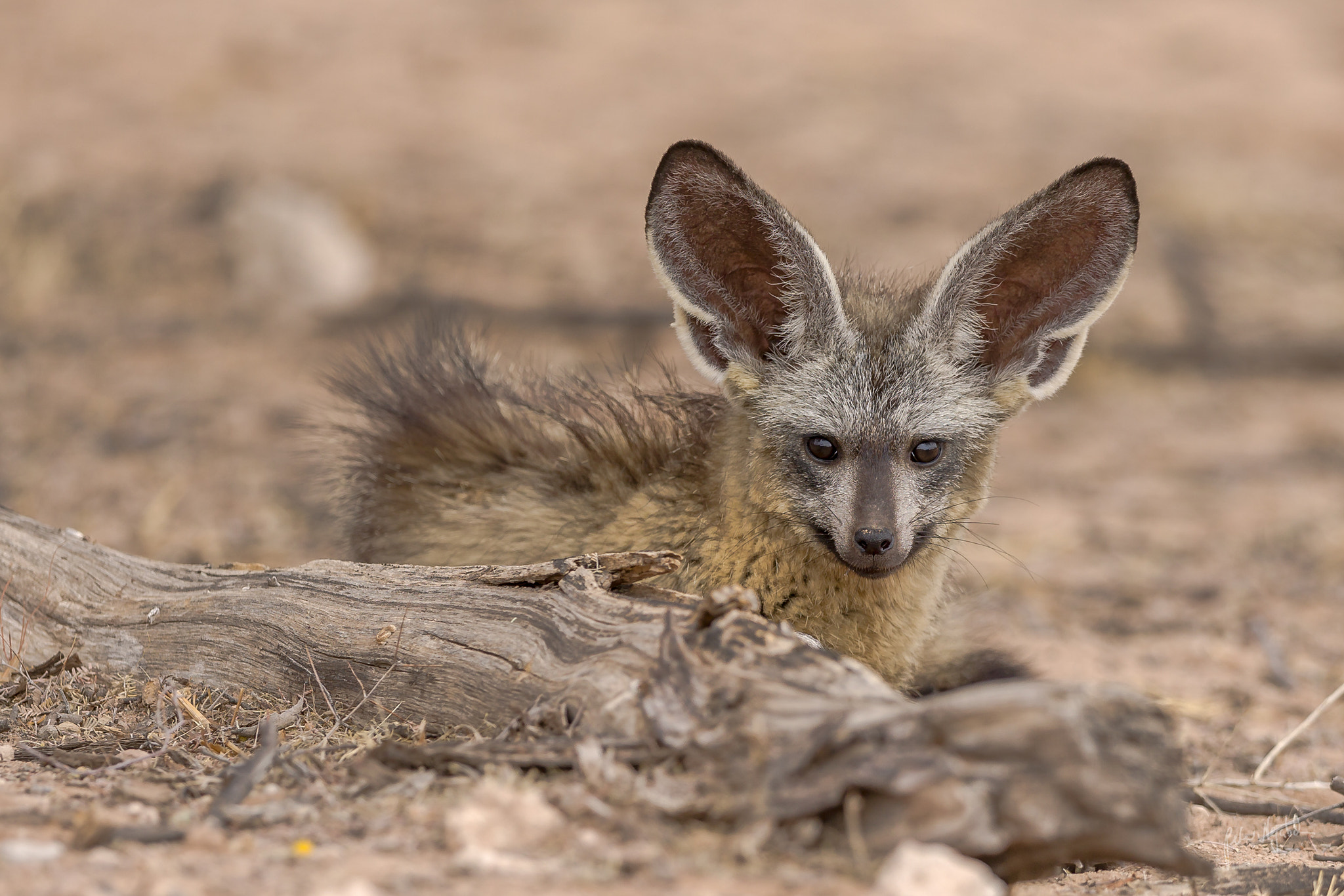 Canon EF 300mm F2.8L IS II USM sample photo. Bat eared fox photography