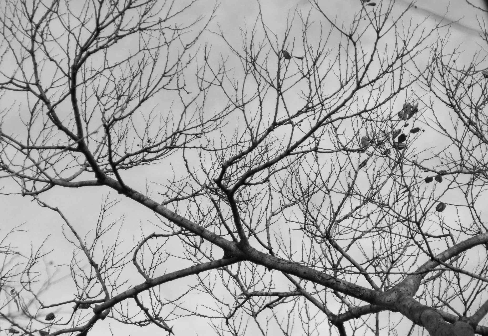 Canon EOS 750D (EOS Rebel T6i / EOS Kiss X8i) sample photo. Img photography