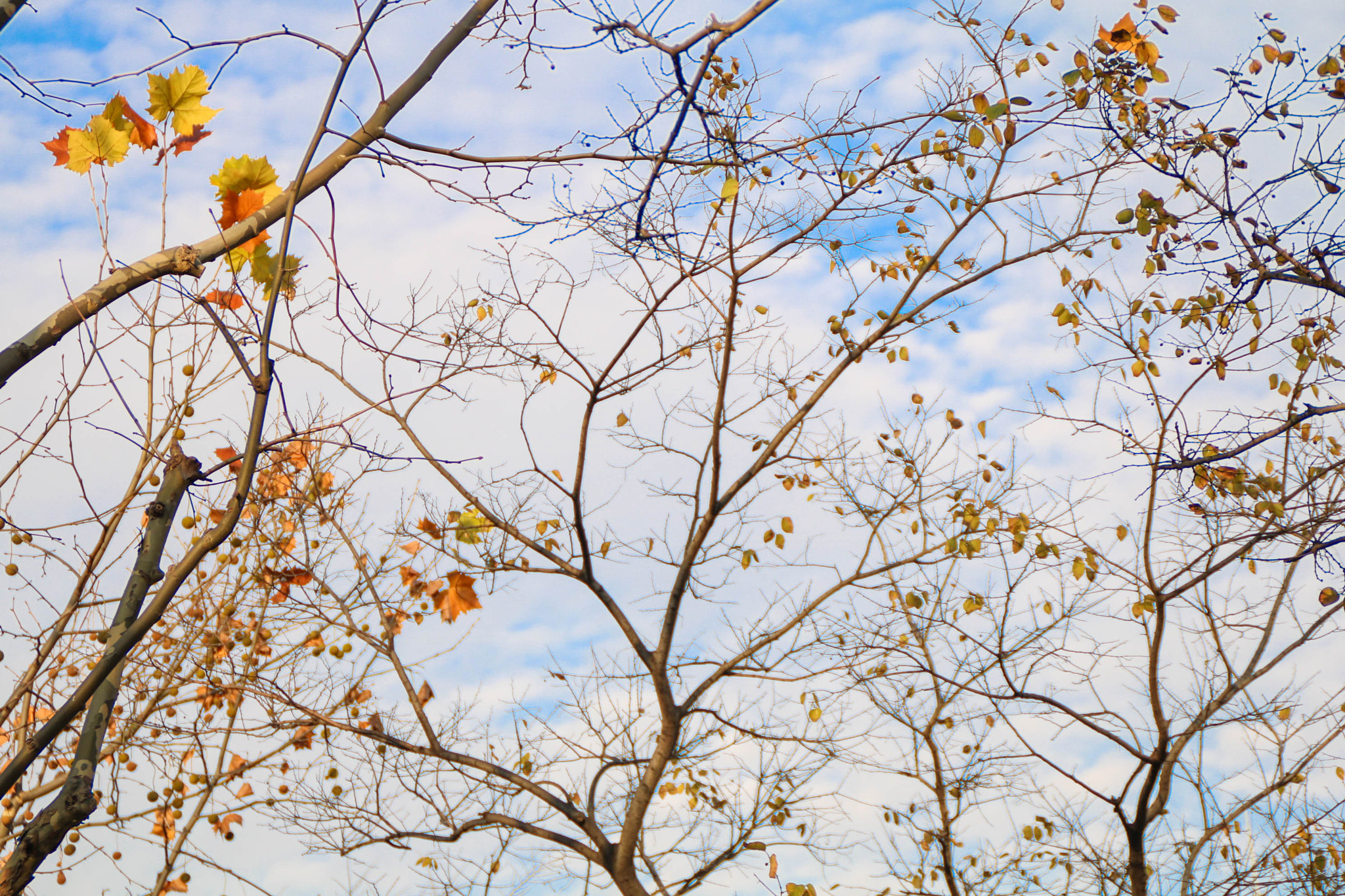 Canon EOS 750D (EOS Rebel T6i / EOS Kiss X8i) sample photo. Img photography
