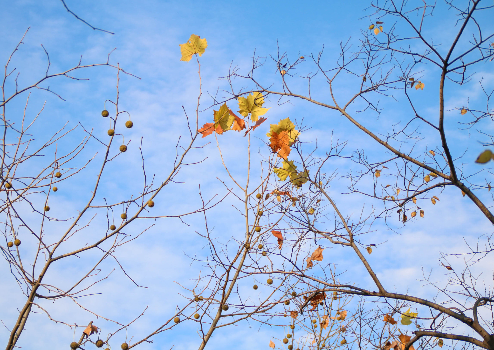 Canon EOS 750D (EOS Rebel T6i / EOS Kiss X8i) sample photo. Img photography