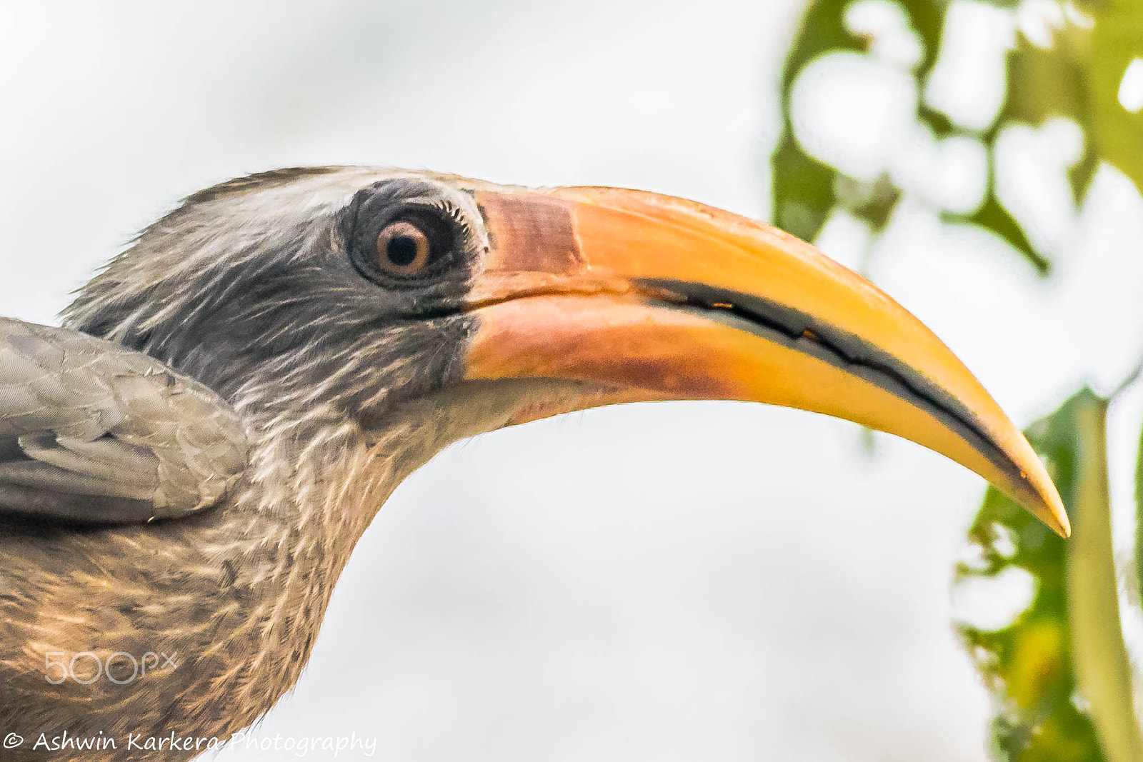 Nikon D3300 + Nikon AF-S Nikkor 300mm F4D ED-IF sample photo. Malabar hornbill photography