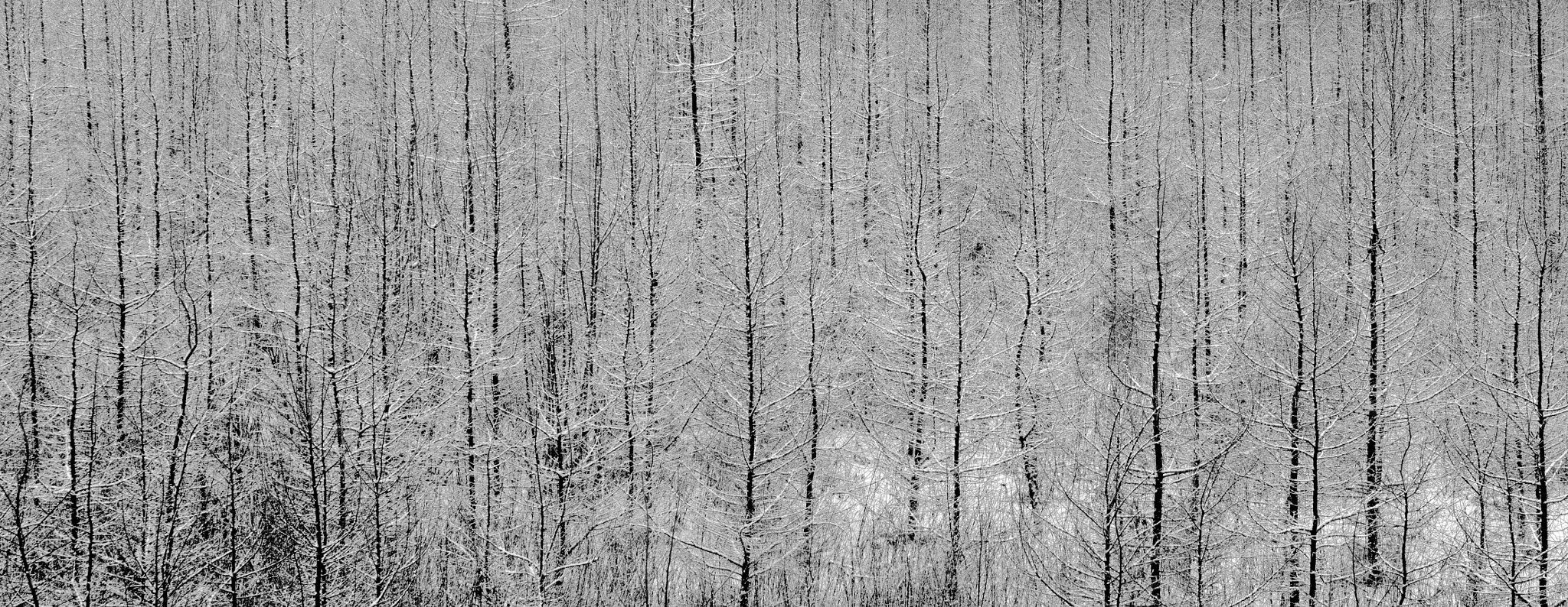 Sigma 50mm F1.4 EX DG HSM sample photo. Wintertime photography