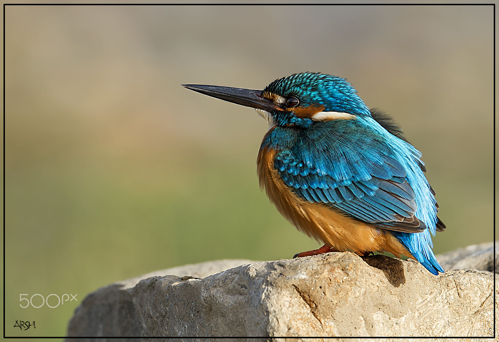 Nikon AF-S Nikkor 600mm F4E FL ED VR sample photo. Kingfisher..... photography