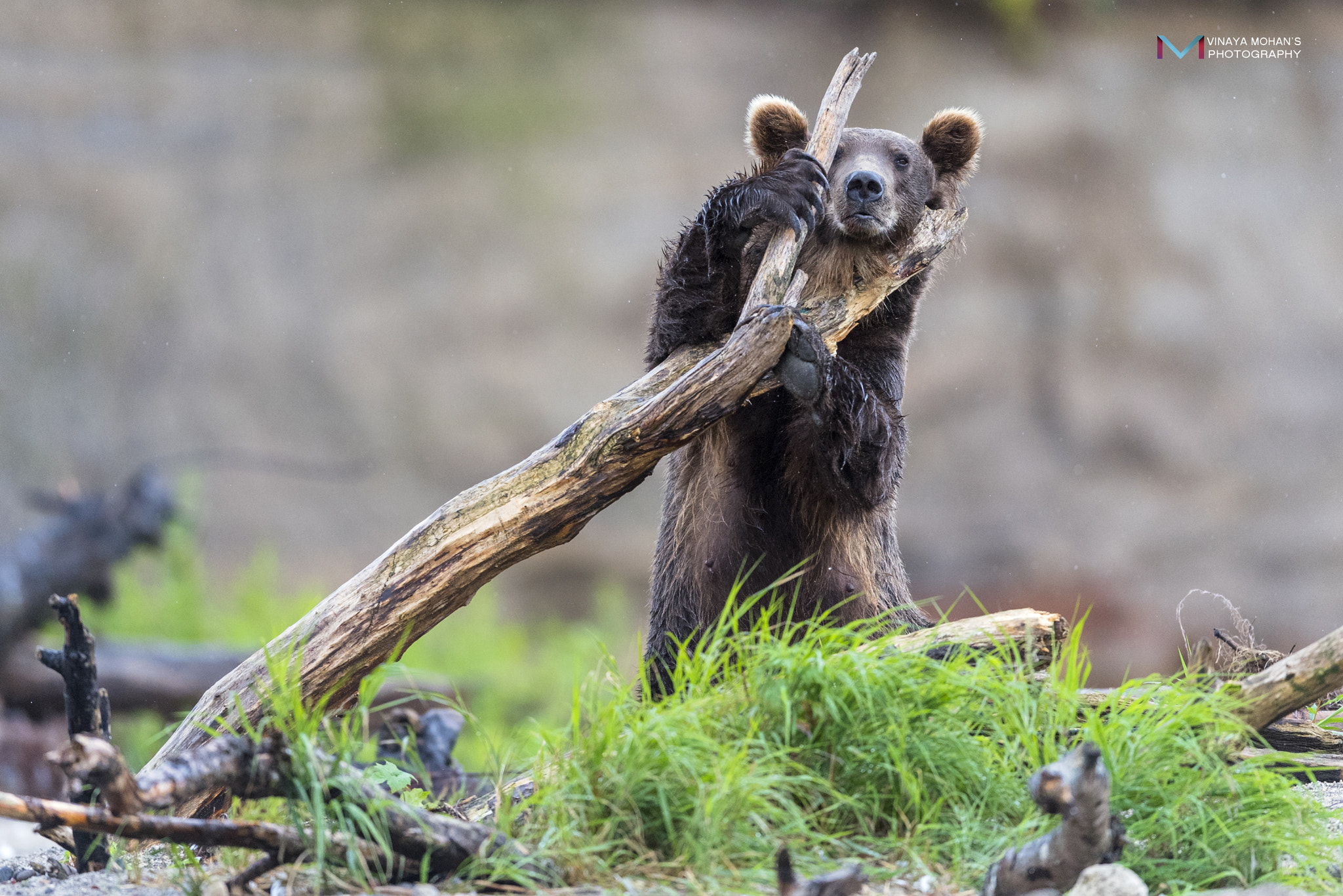 Nikon AF-S Nikkor 400mm F2.8E FL ED VR sample photo. Bear photography