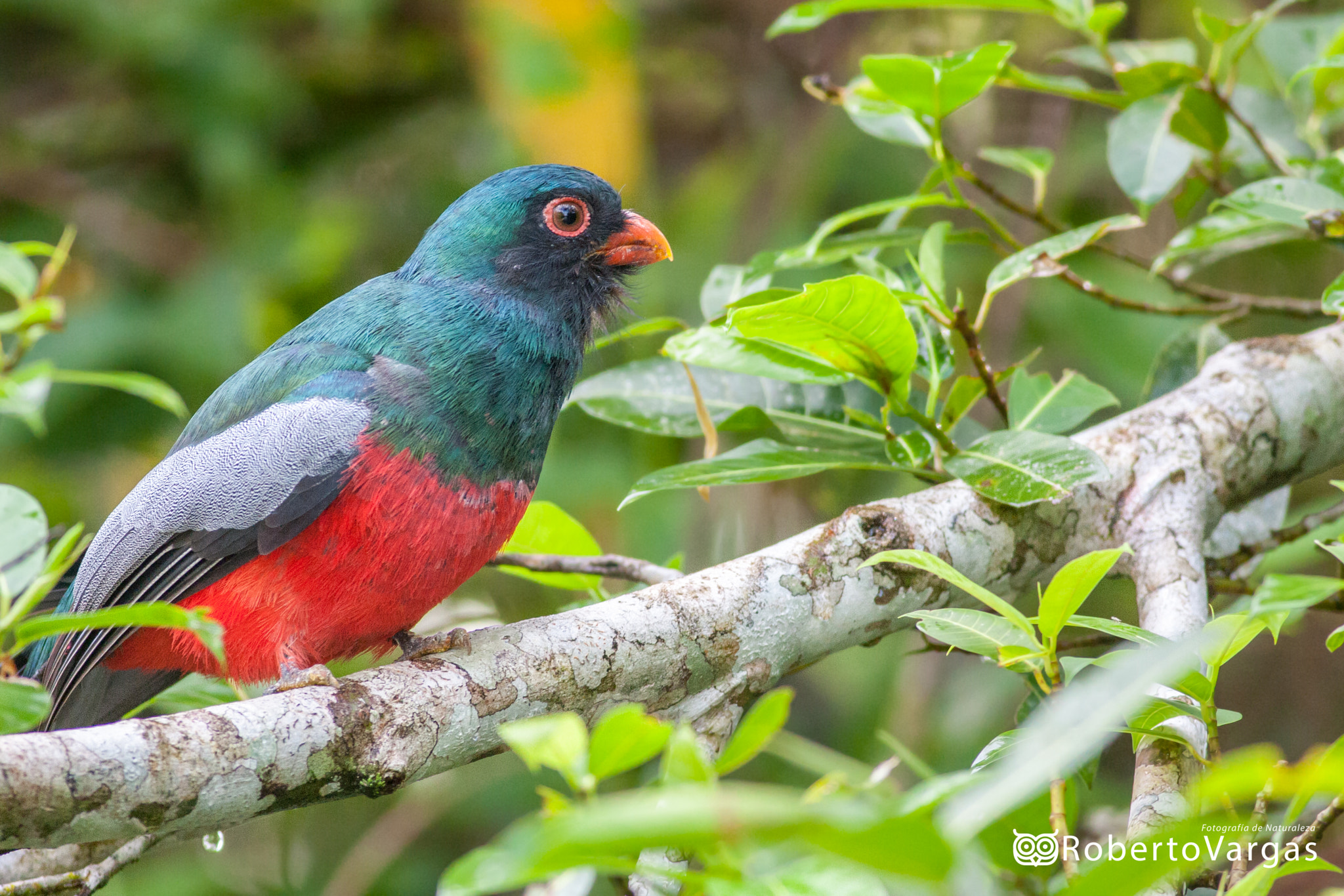 Canon EOS 40D + Canon EF 400mm F5.6L USM sample photo. Trogon massena / trogón coliplomizo / slaty-tailed trogon photography