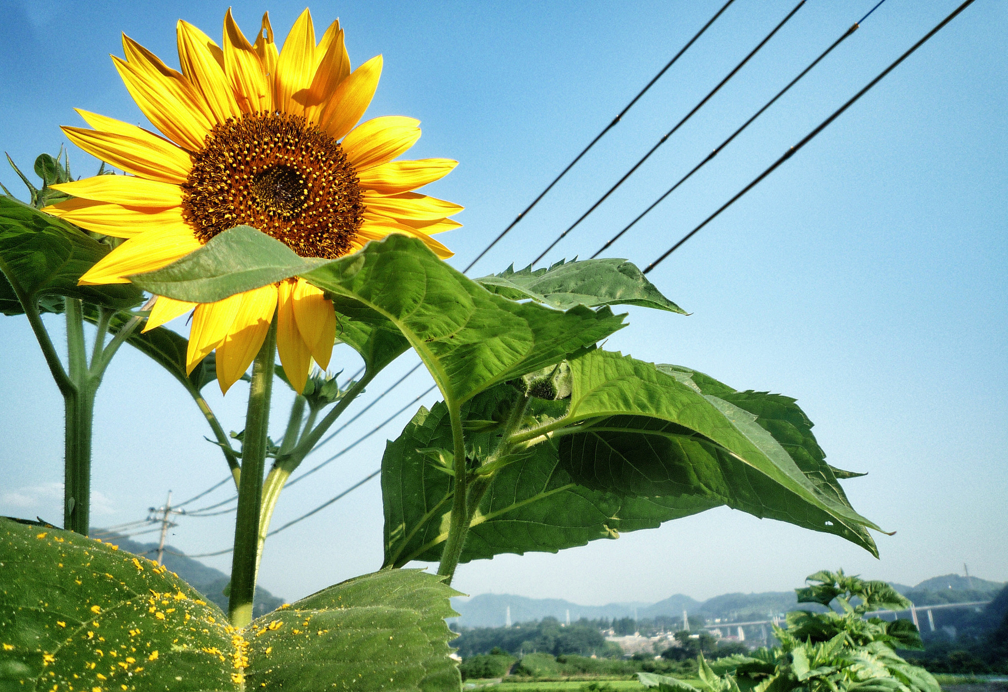 Panasonic DMC-FX500 sample photo. Summer morning photography