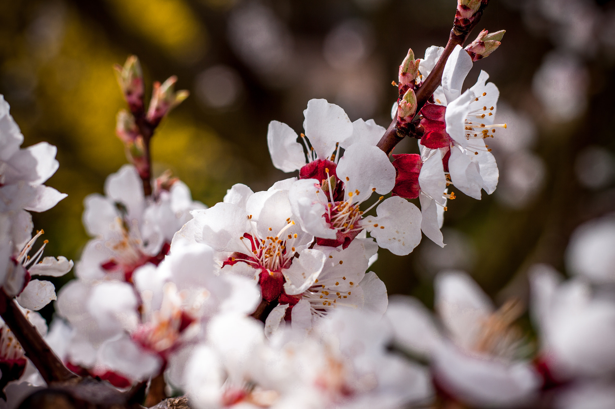 Canon EOS 50D + Canon EF 50mm F1.8 STM sample photo