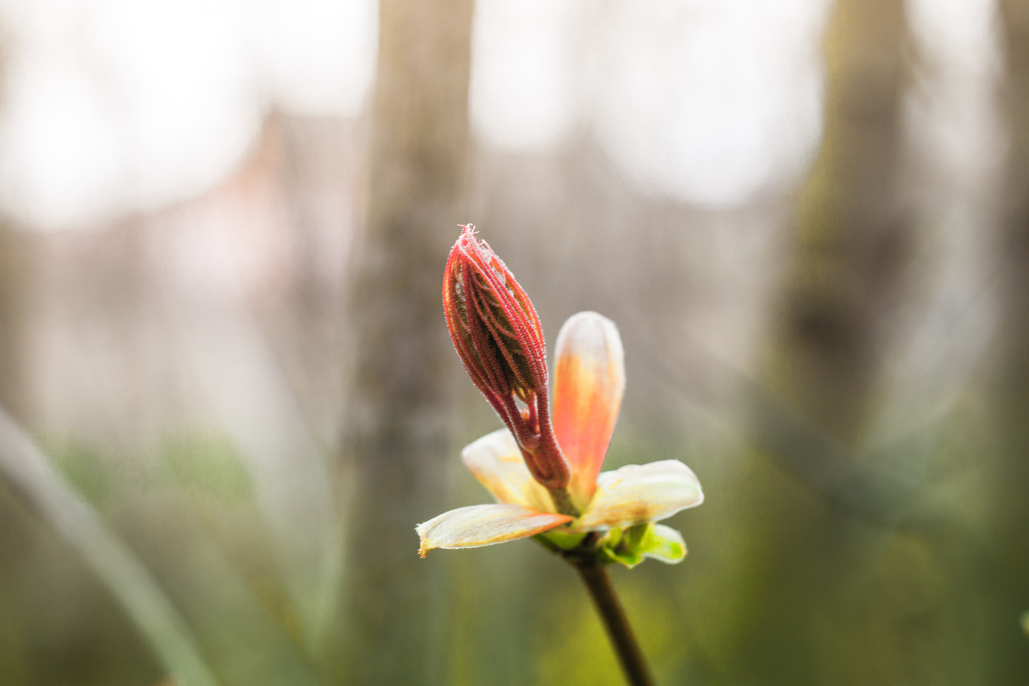 Canon EOS 50D + Canon EF 50mm F1.8 STM sample photo