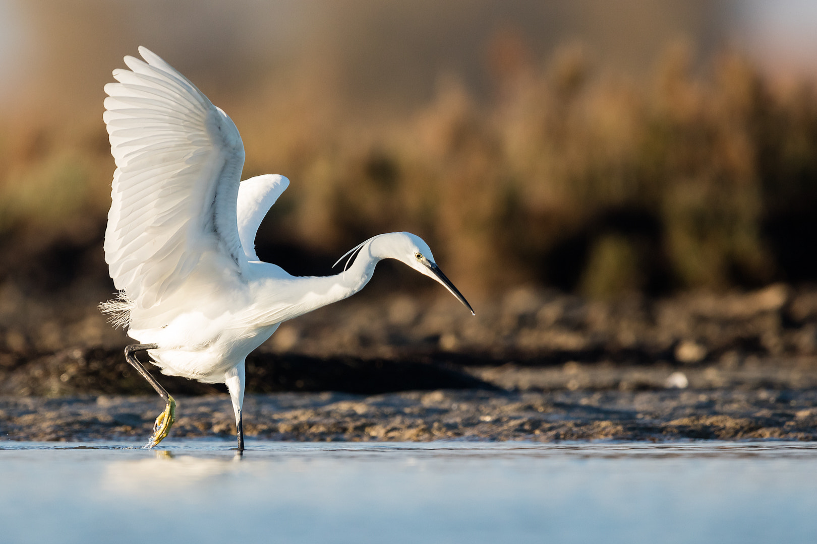 Canon EF 600mm F4L IS II USM sample photo. La belle photography